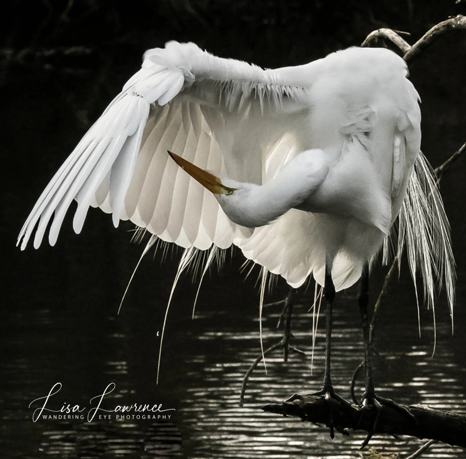 egret1.jpg