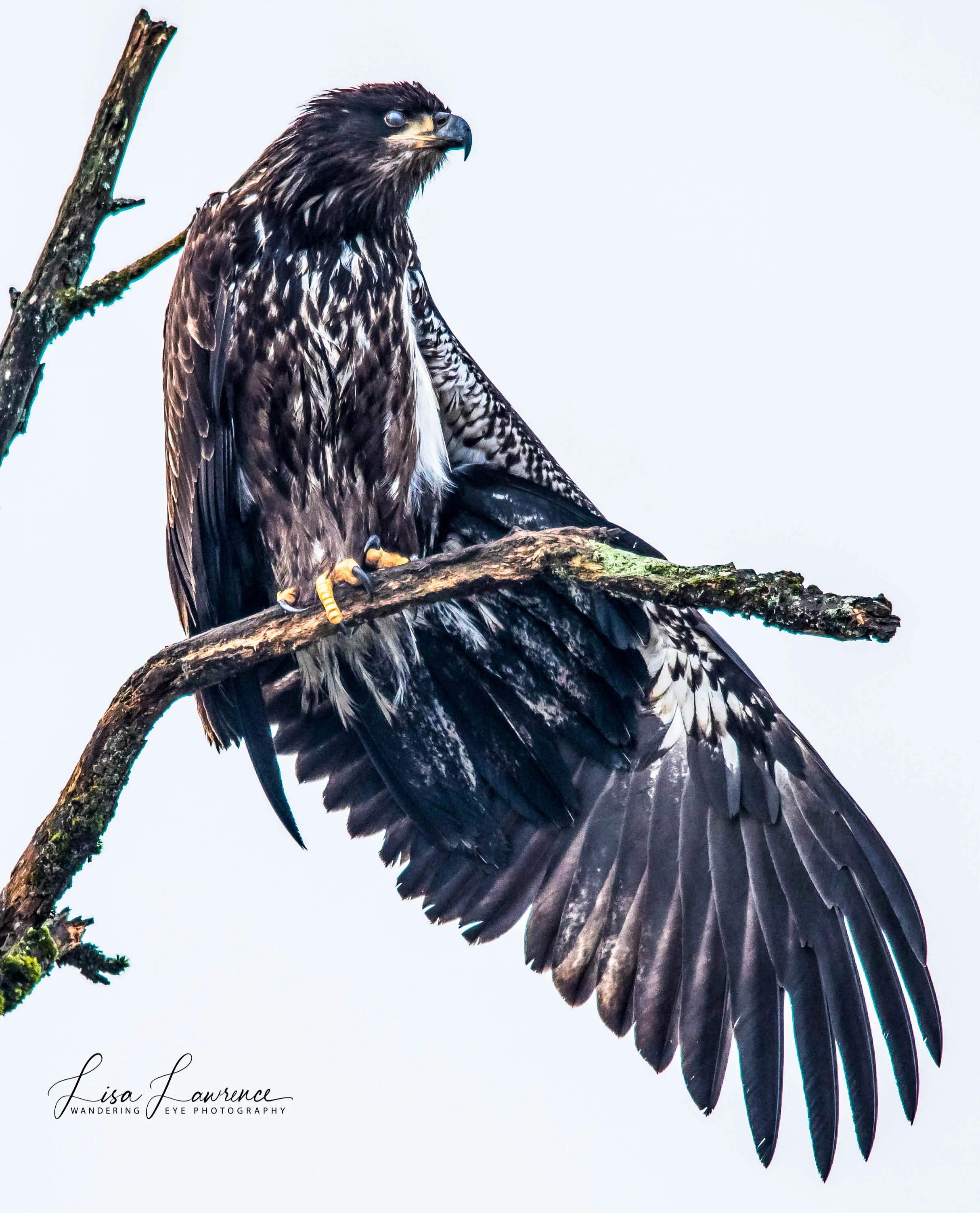 eagle22.jpg