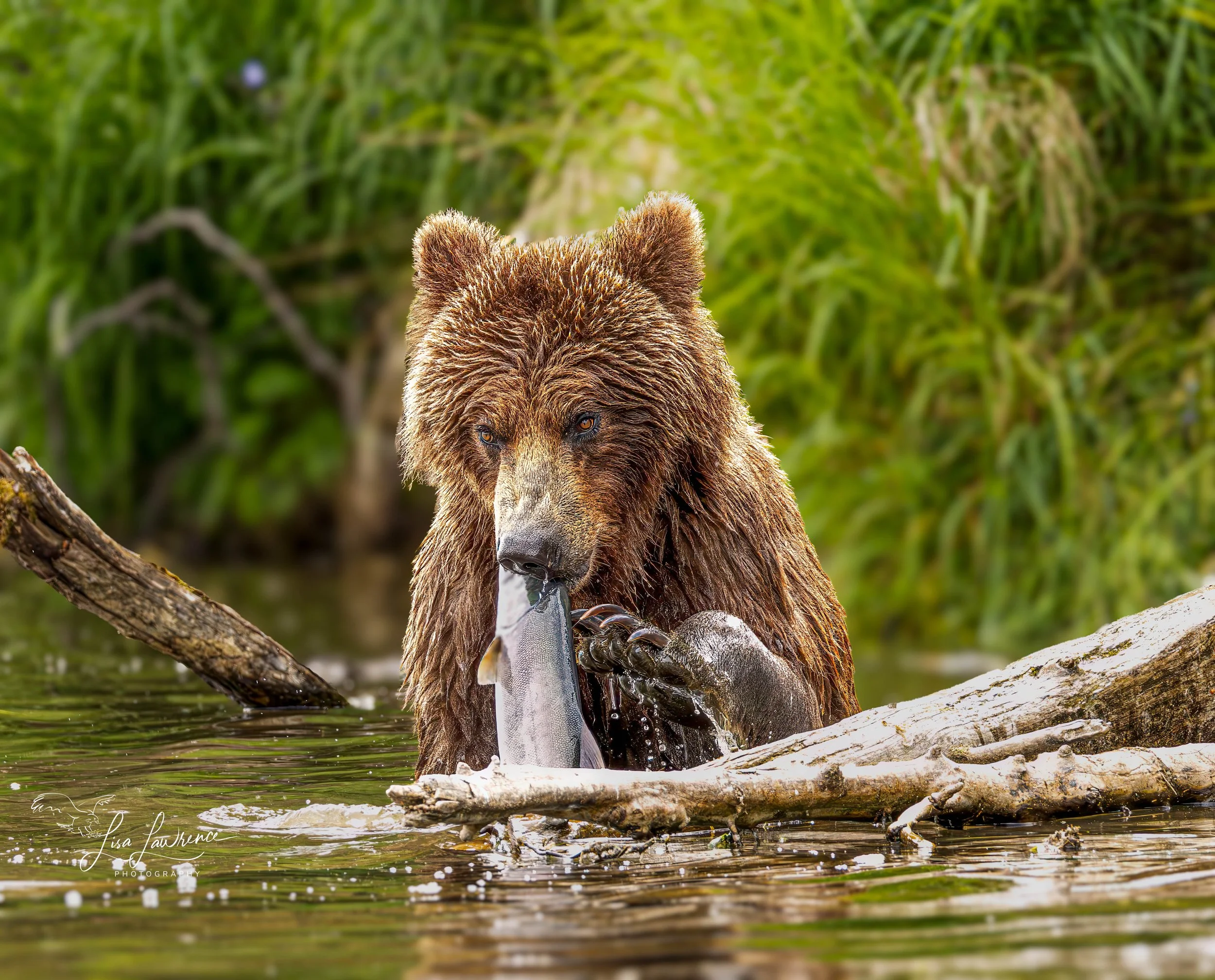 bbear171 (1 of 1).jpg