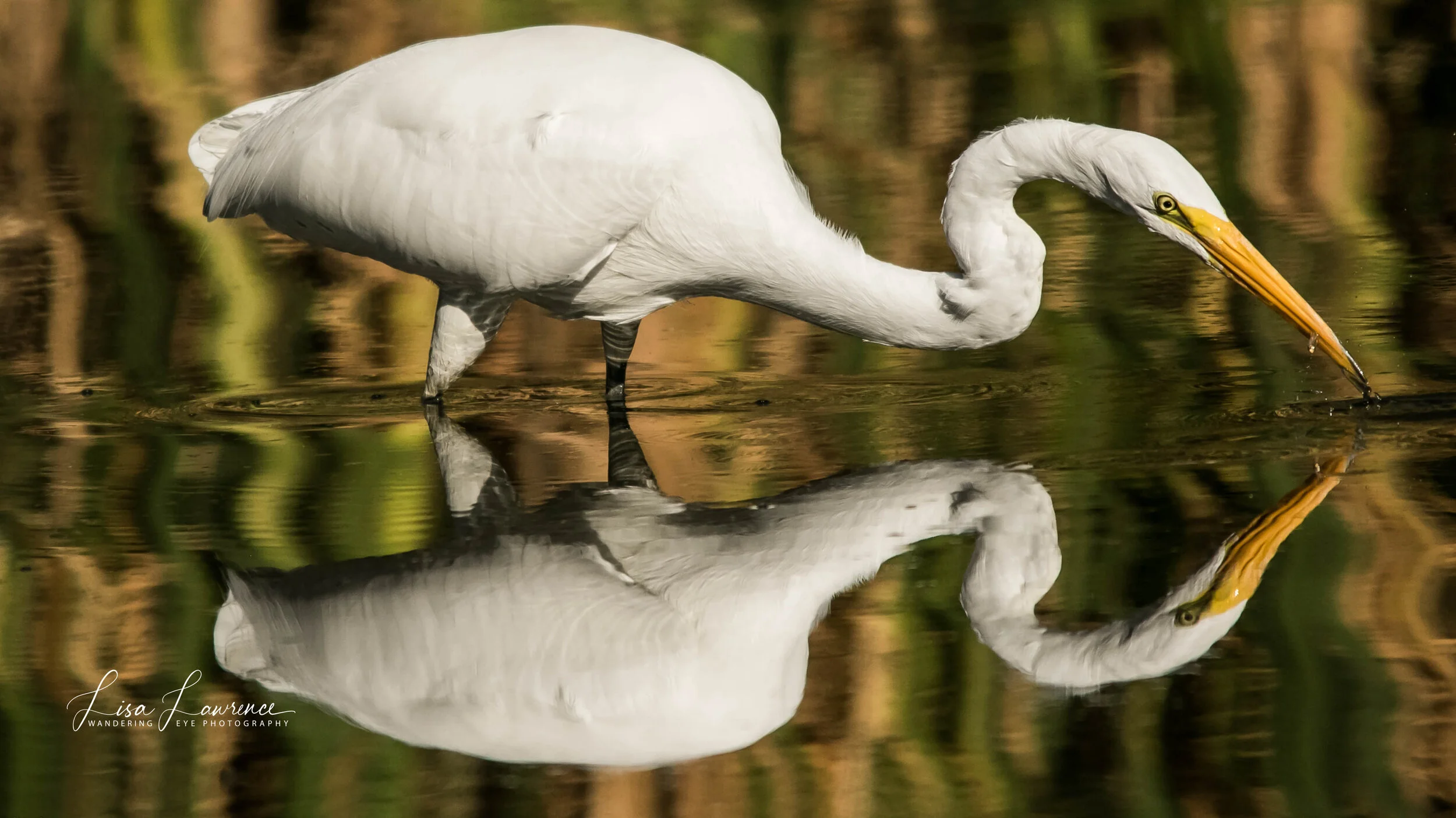 egret reflect.jpg
