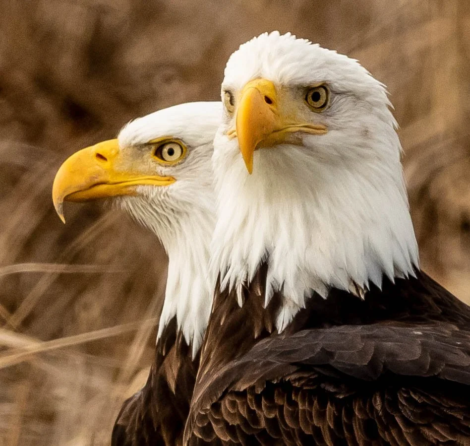 Eagle19.jpg