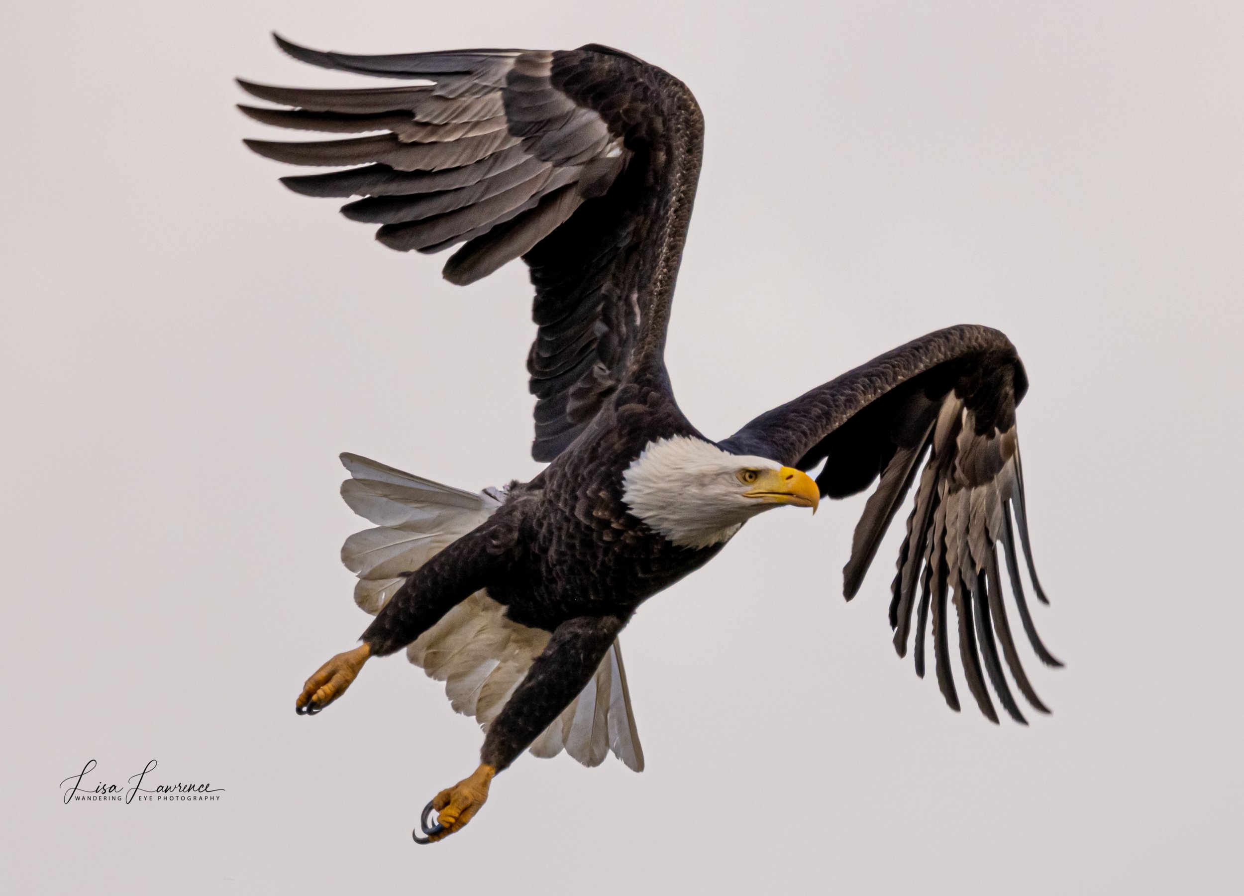 Eagle Wings