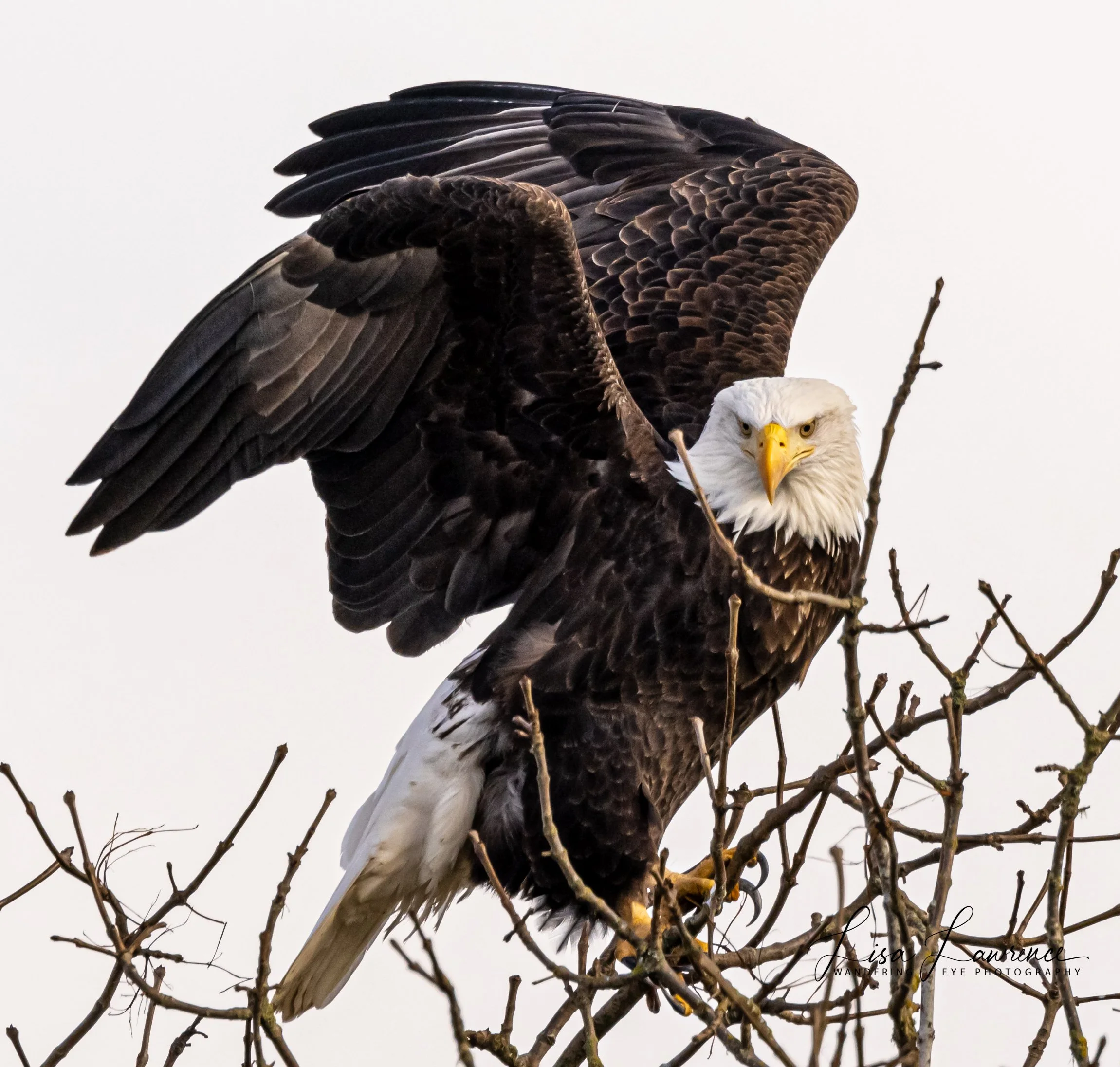 eagle6 (1 of 1) (2) - Copy.jpg