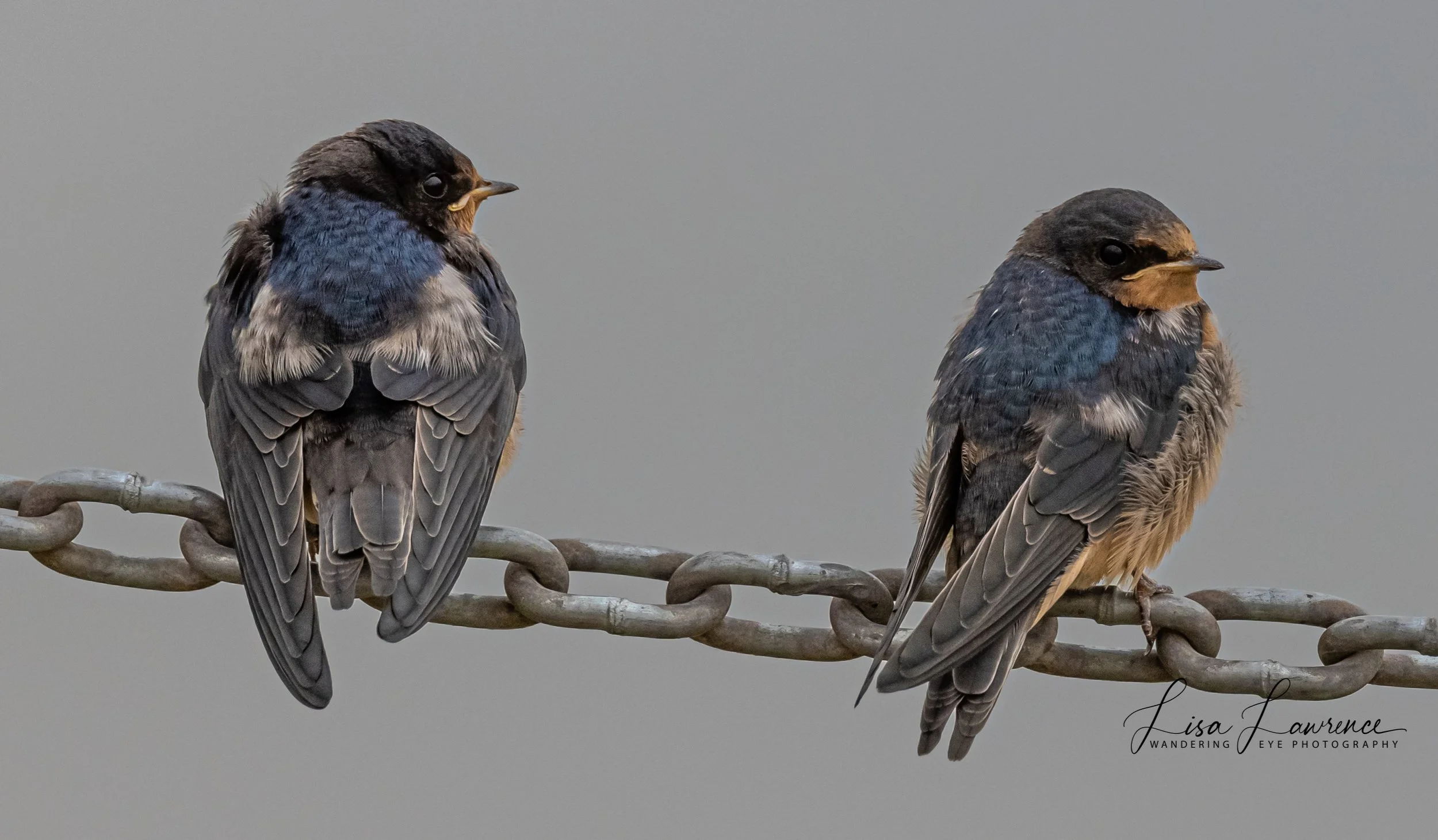 starlings9 (1 of 1).jpg