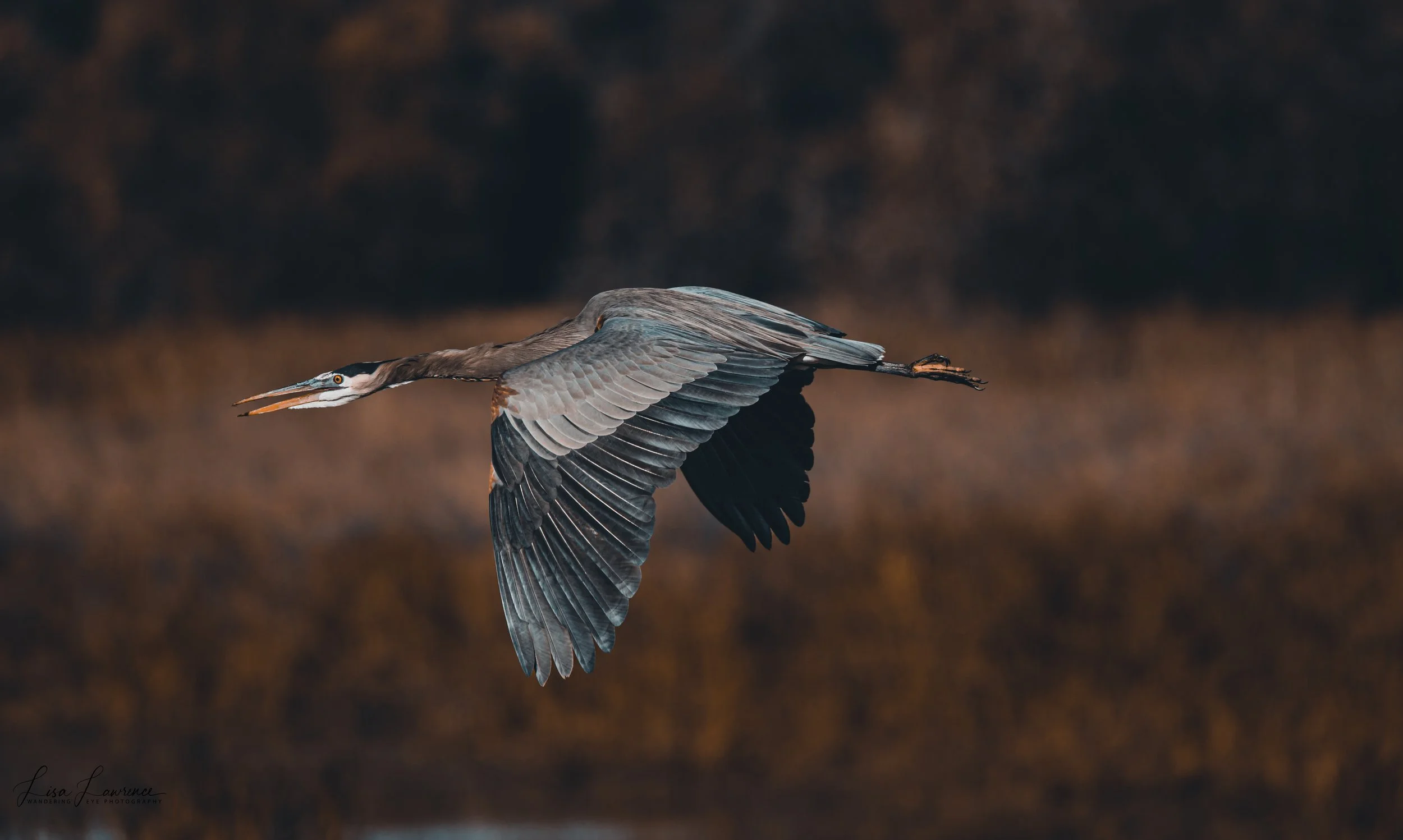 blueheron6.jpg