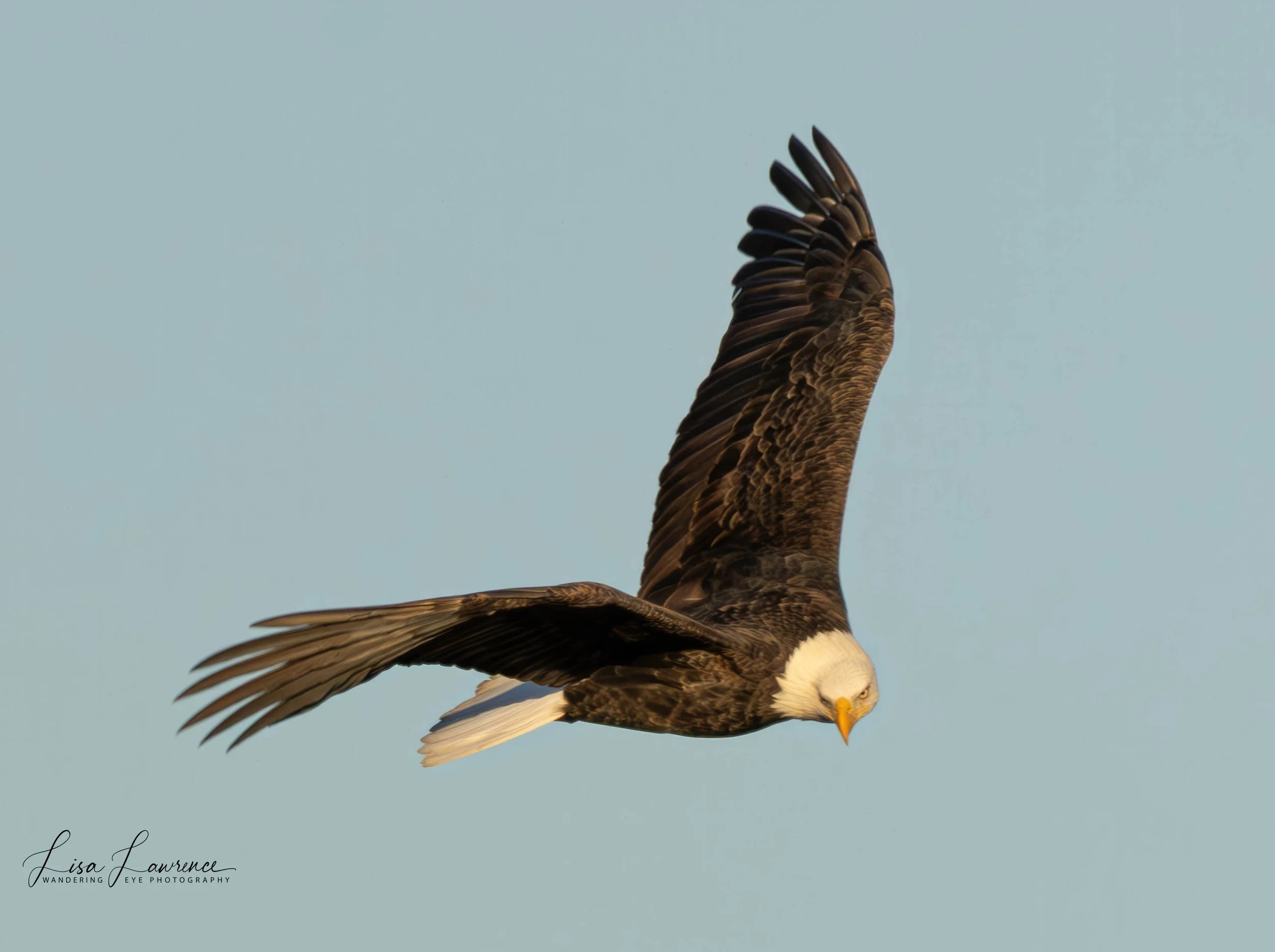 forwebsite eagle.jpg