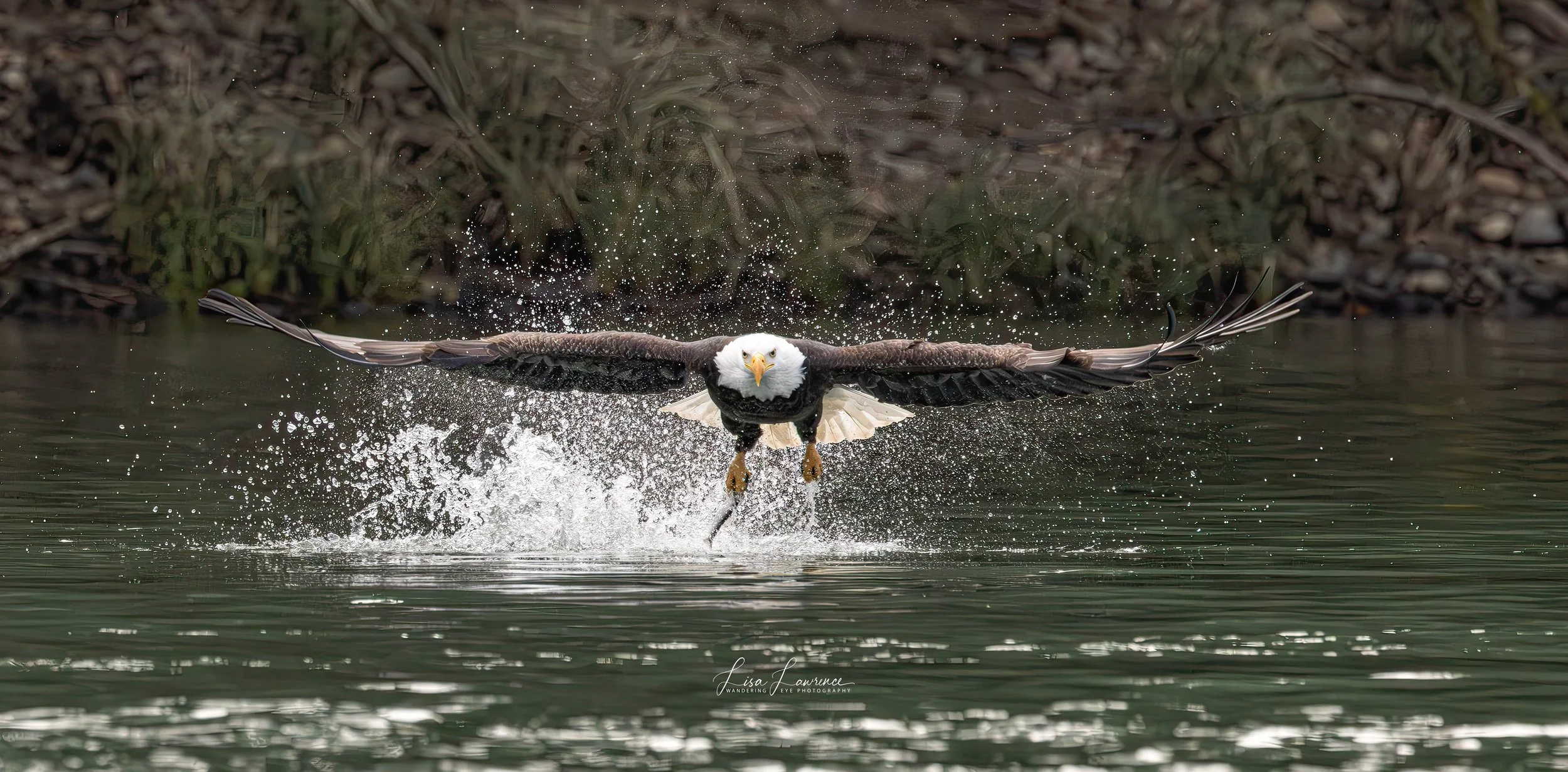 eagle wings spread website.jpg