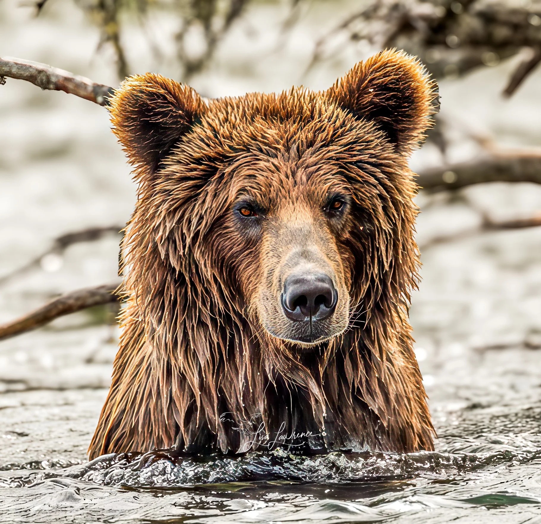 bear profile1 (1 of 1).jpg