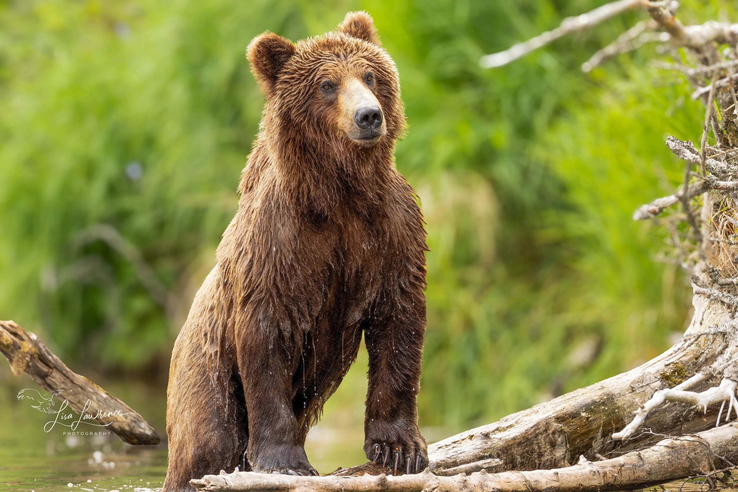 bwbear33 (1 of 1).jpg