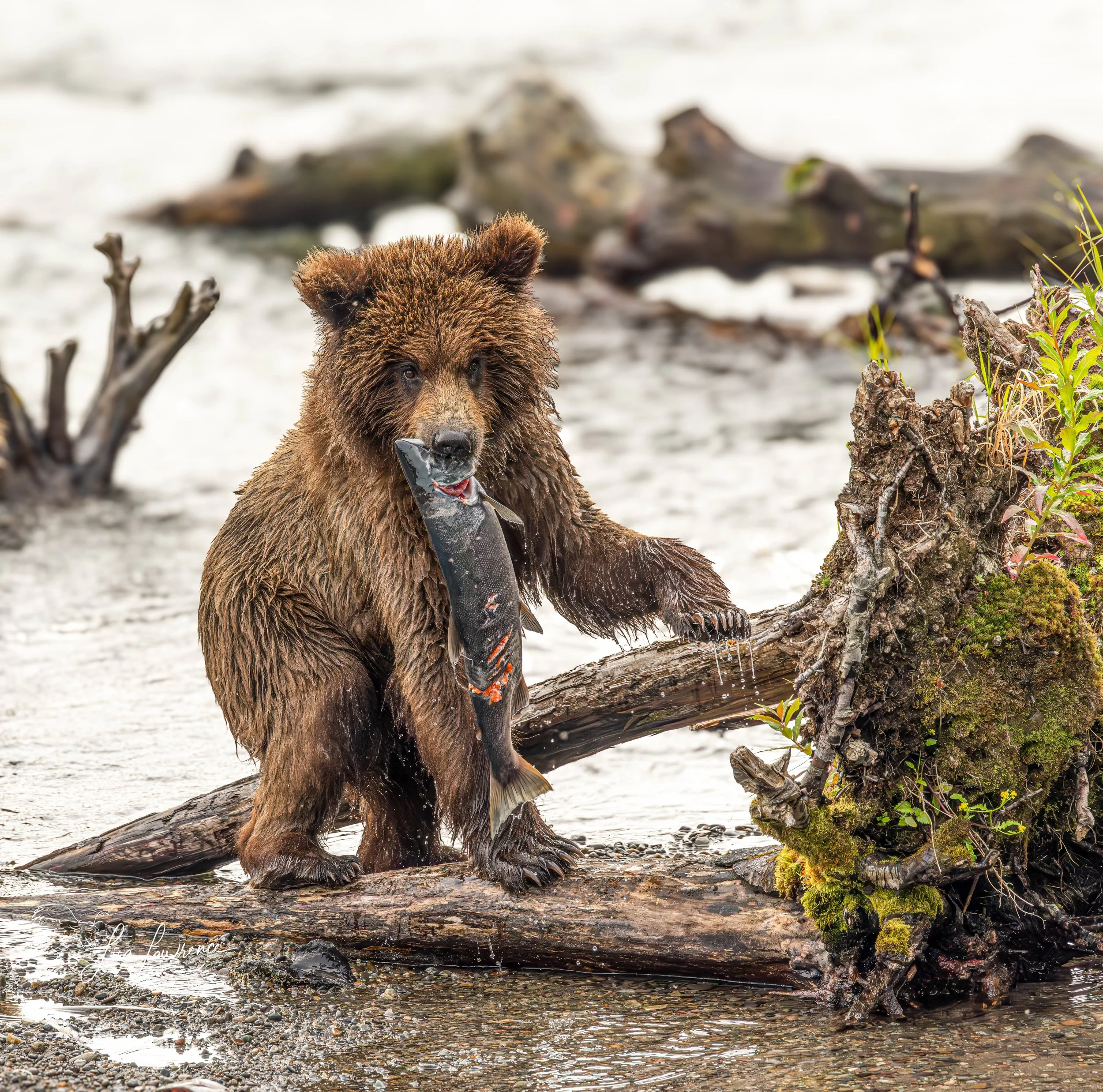 biggie114 (1 of 1).jpg