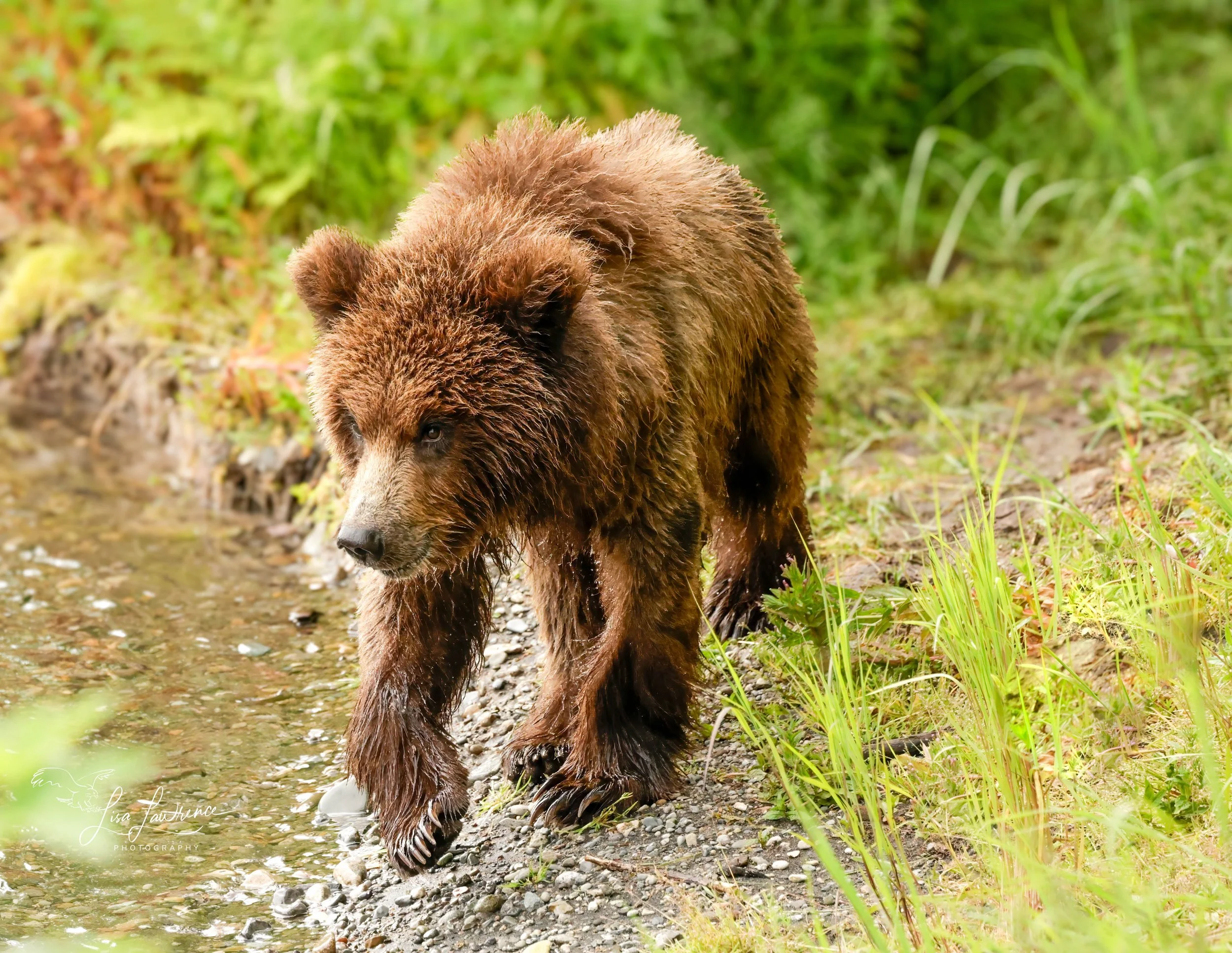 Biggie13 (1 of 1).jpg