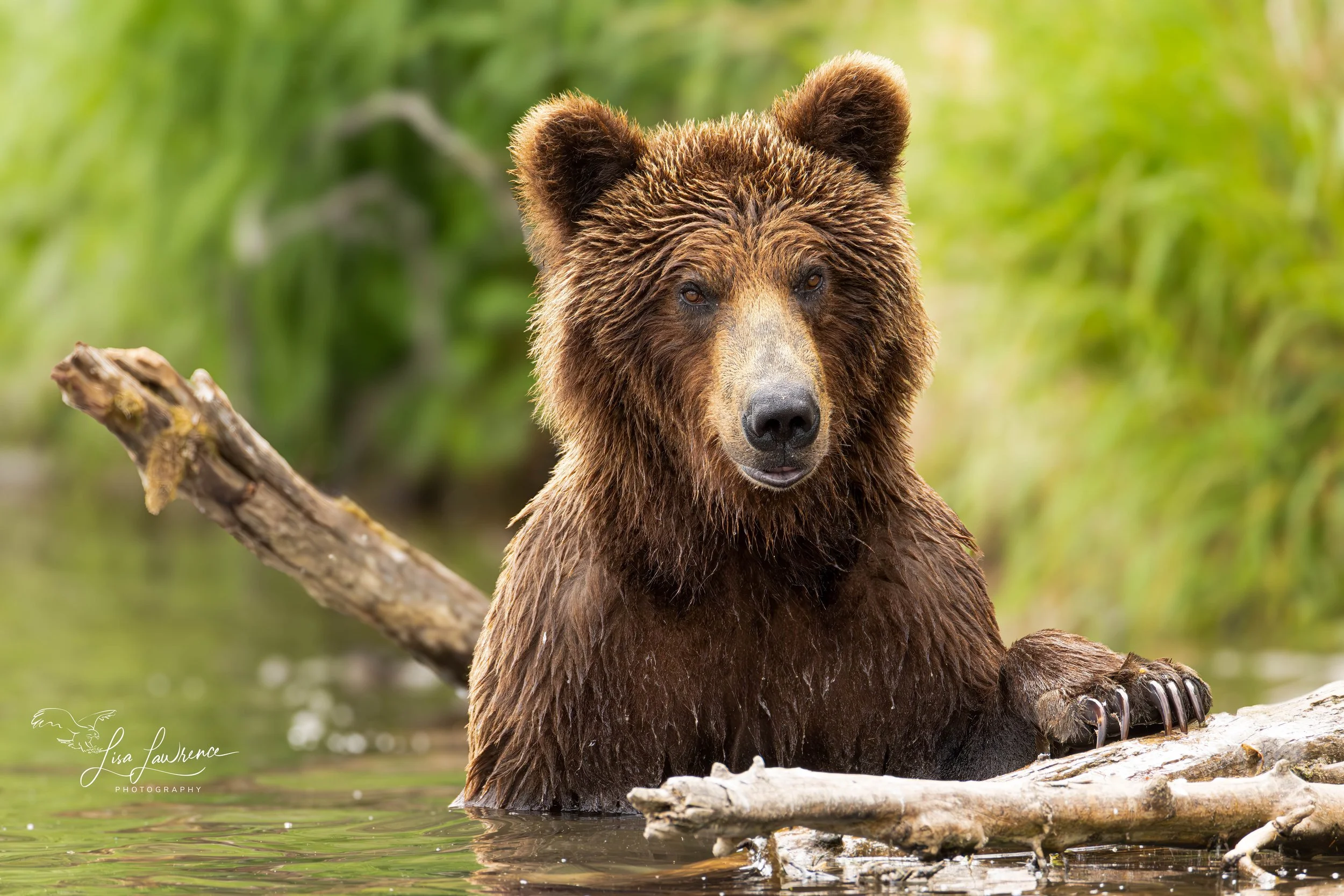 bwbear32 (1 of 1).jpg