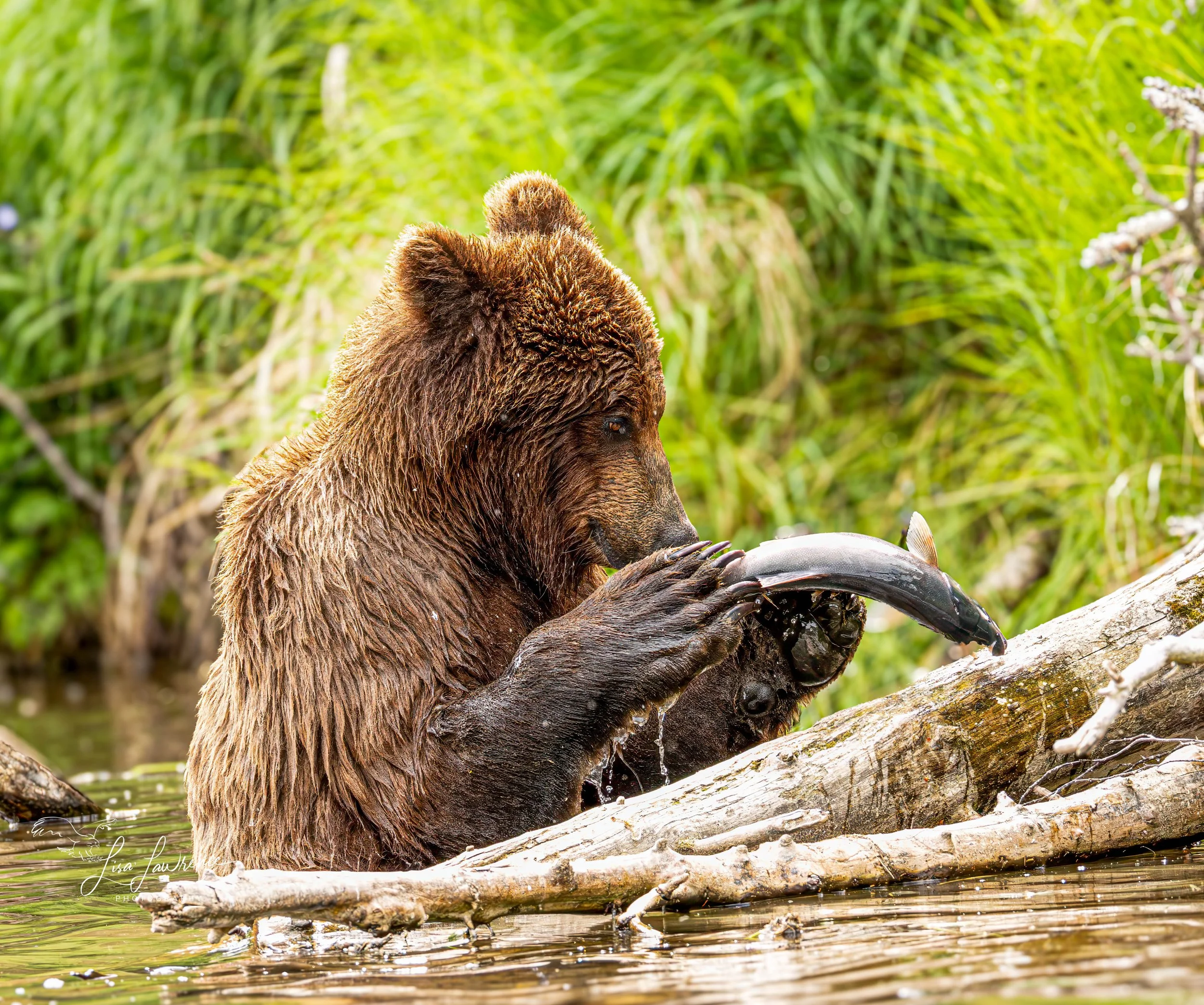 bbear172 (1 of 1).jpg