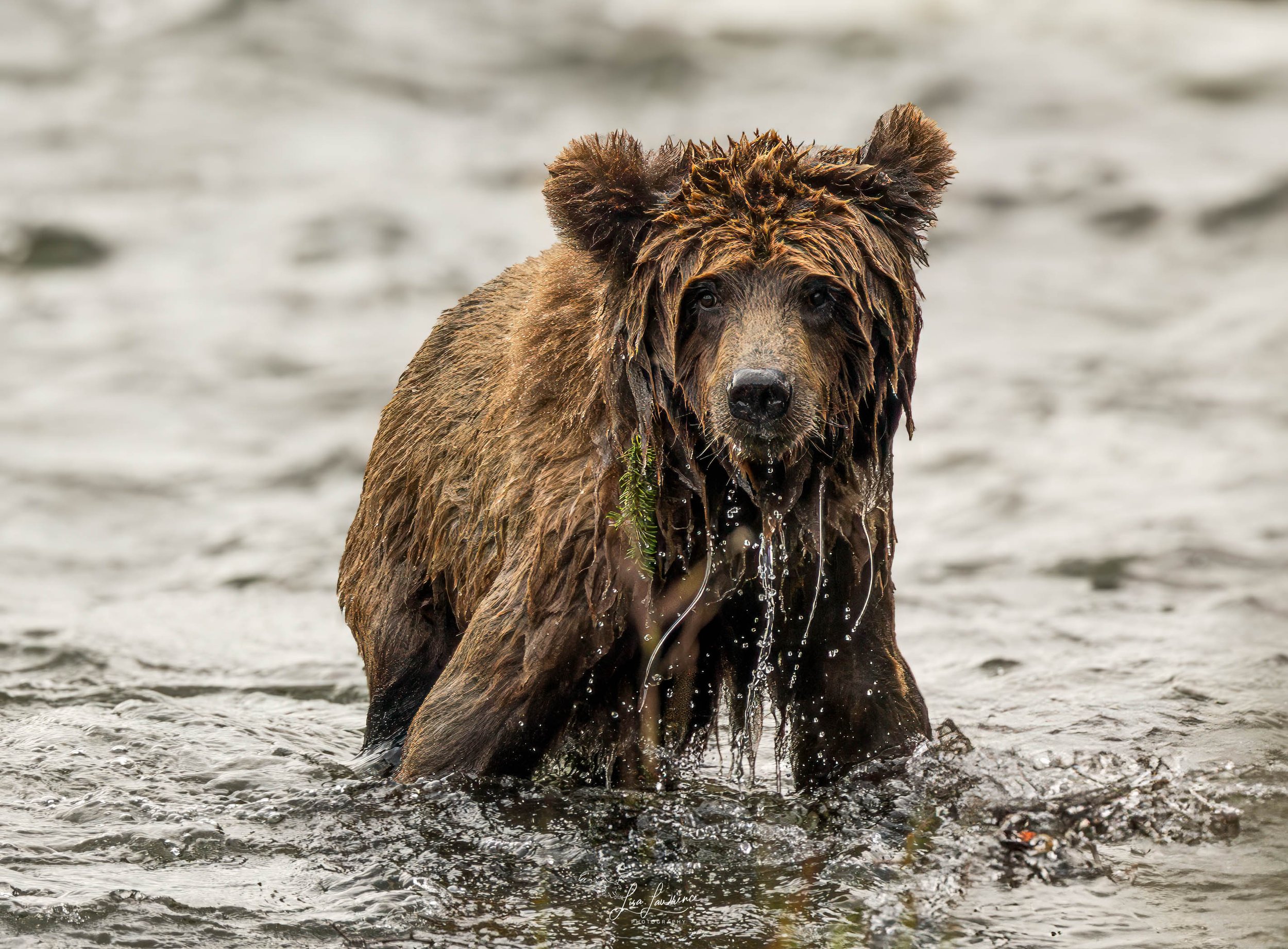 biggieh201 (1 of 1).jpg