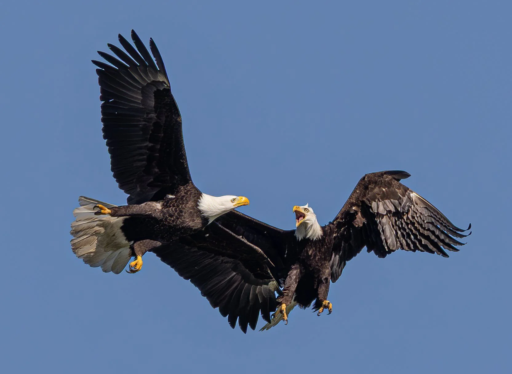 sc mama fight (1 of 1).jpg