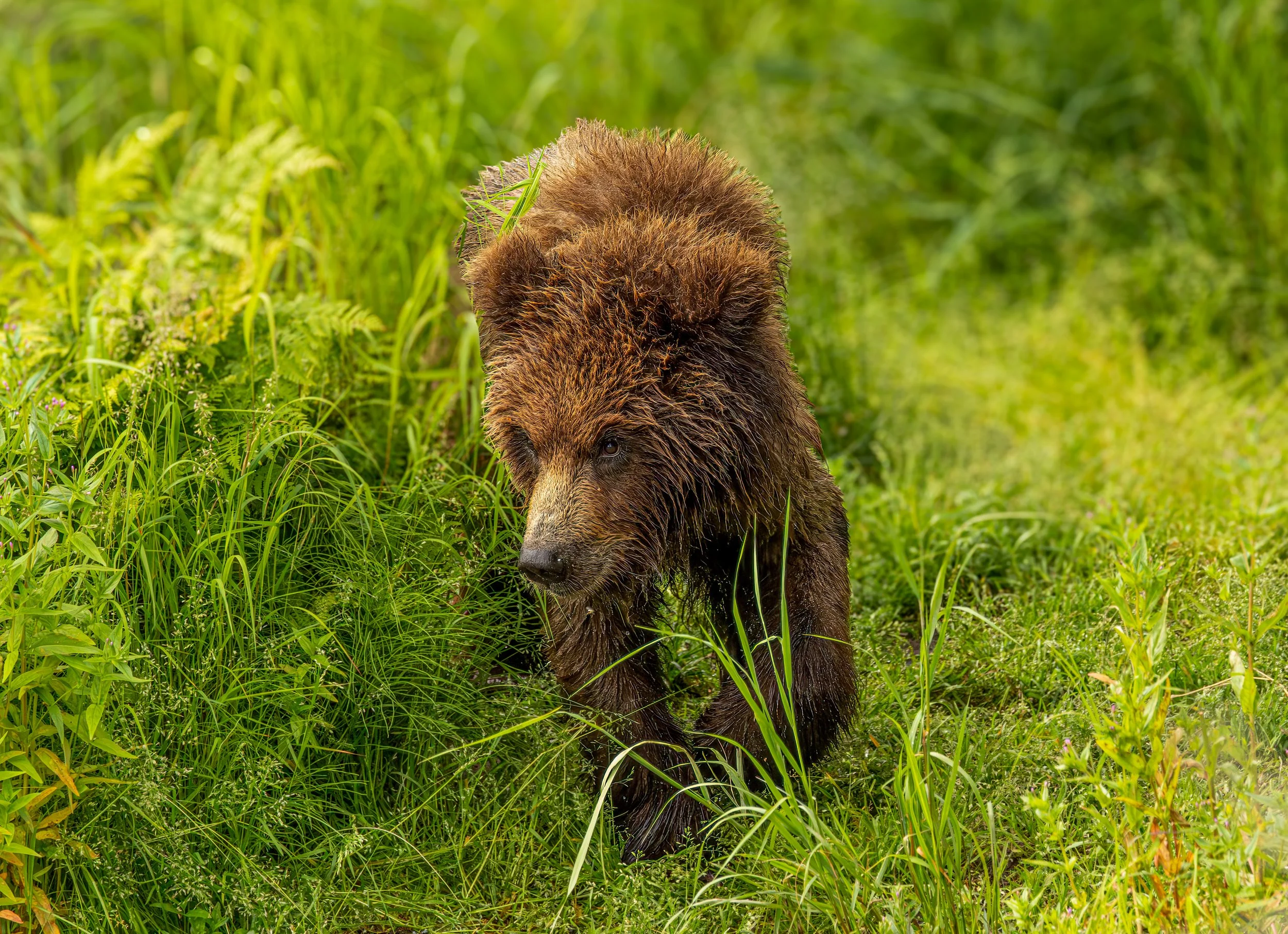 Biggie 13 (1 of 1).jpg