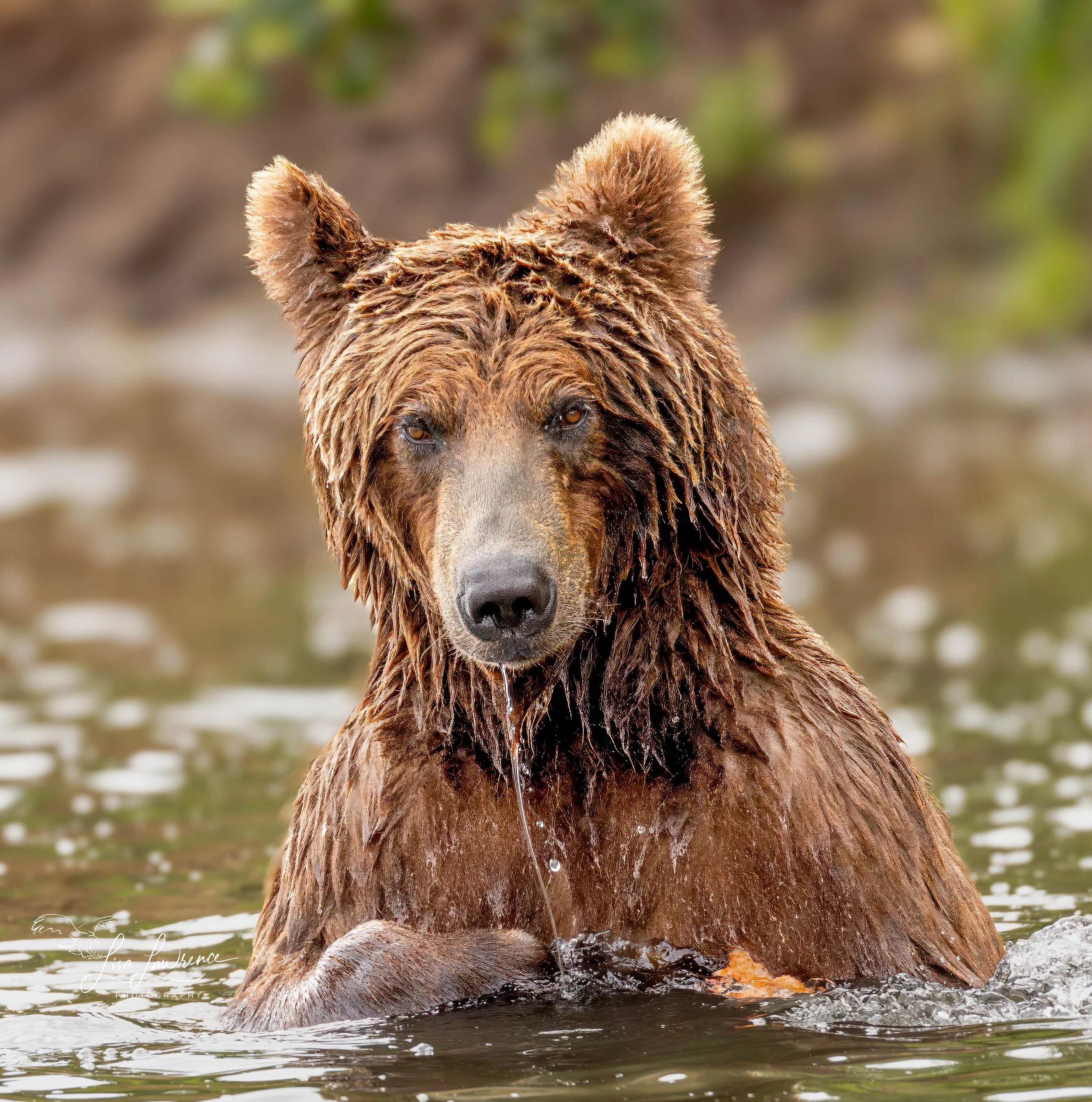 bear89895 (1 of 1).jpg