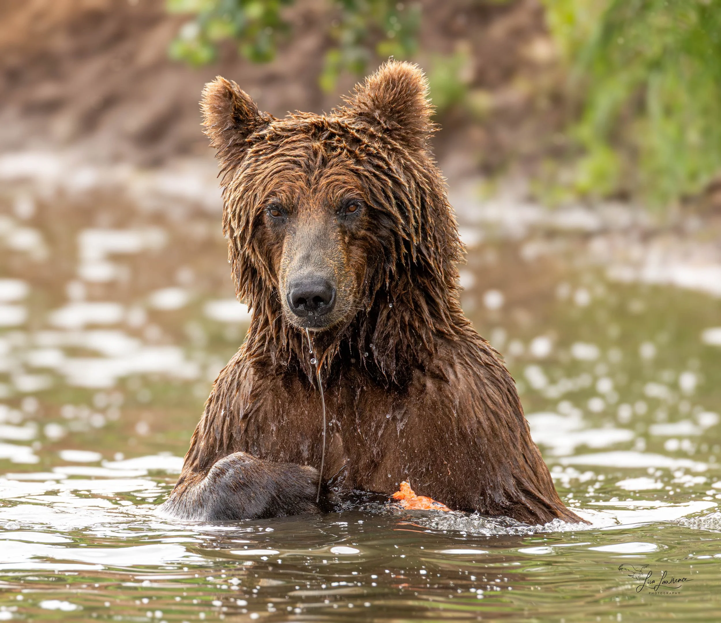bear89894 (1 of 1).jpg