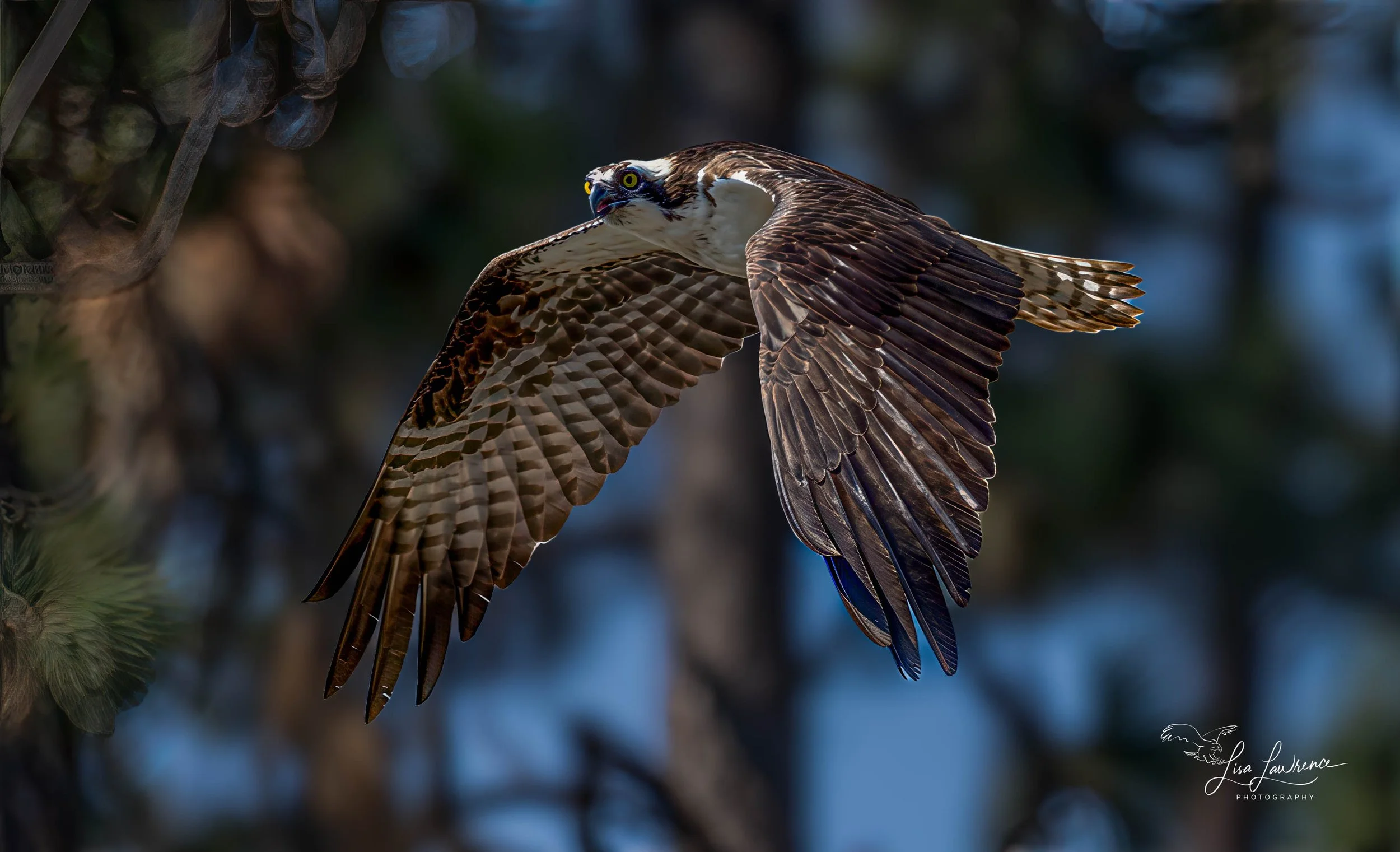 Osprey11 (1 of 1).jpg