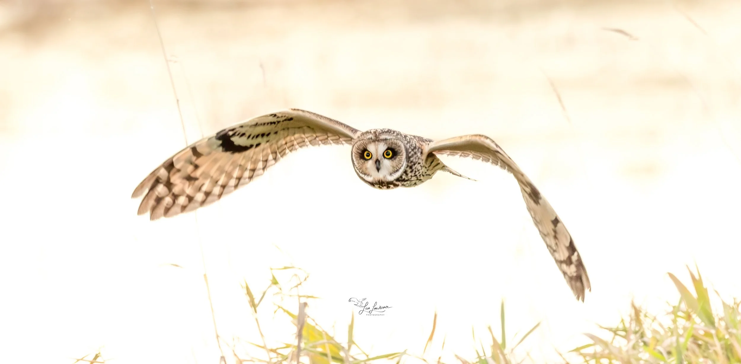 SEO dream (1 of 1).jpg