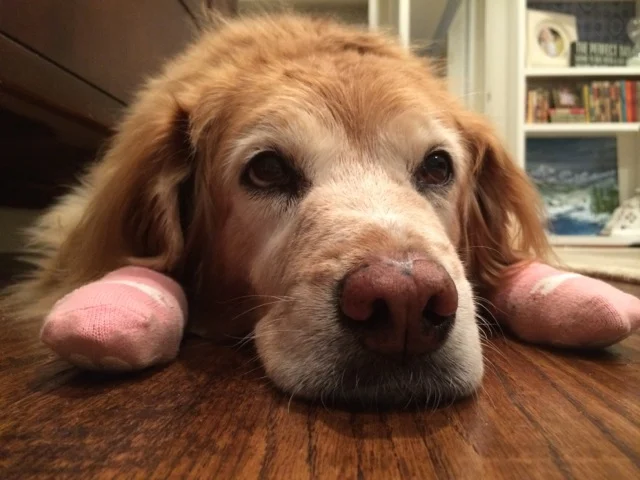 In Memory of Molly Myers | By Laura, Paul, and Anna Myers