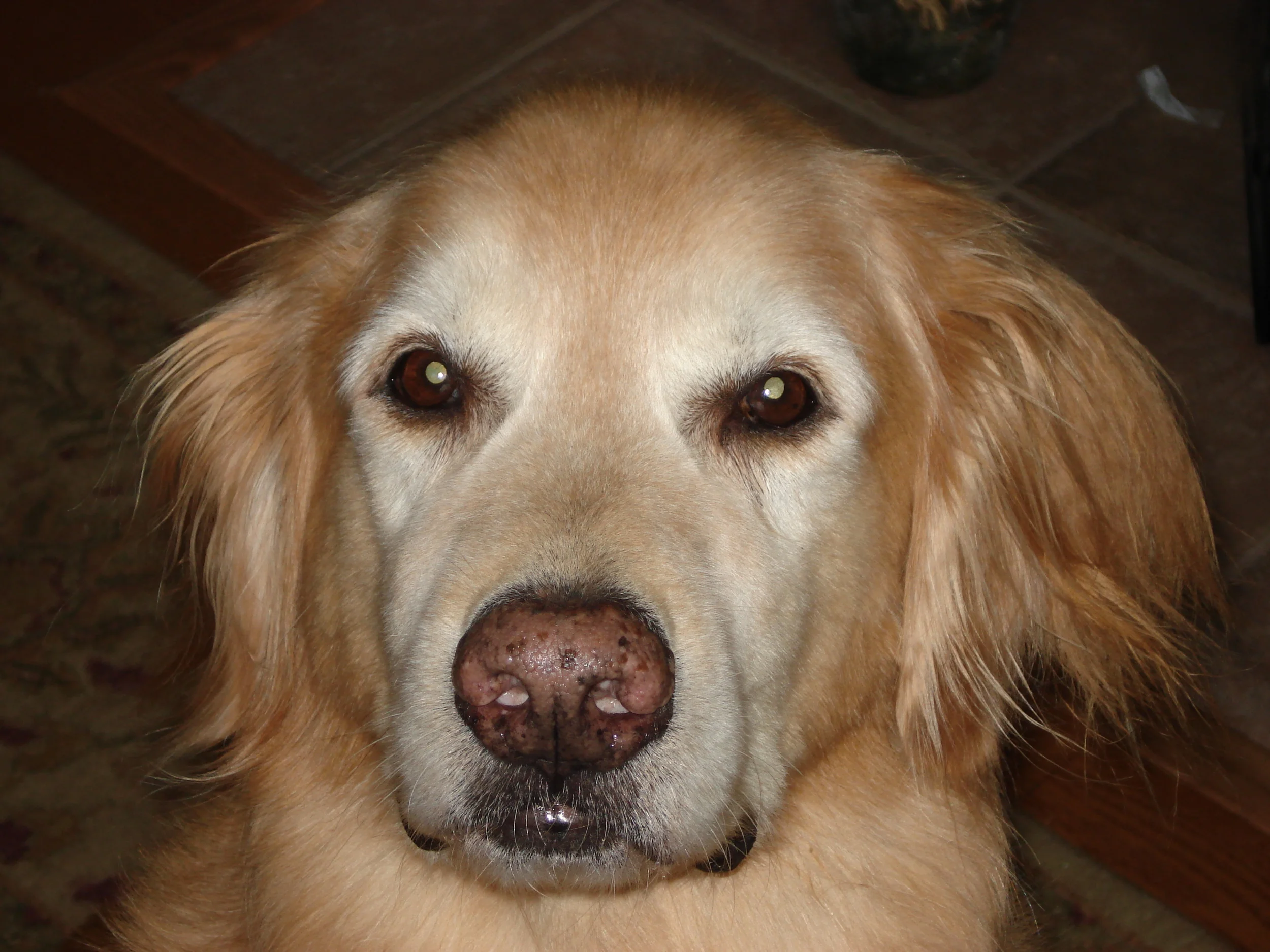 In memory of Jake...the absolute BEST dog ever