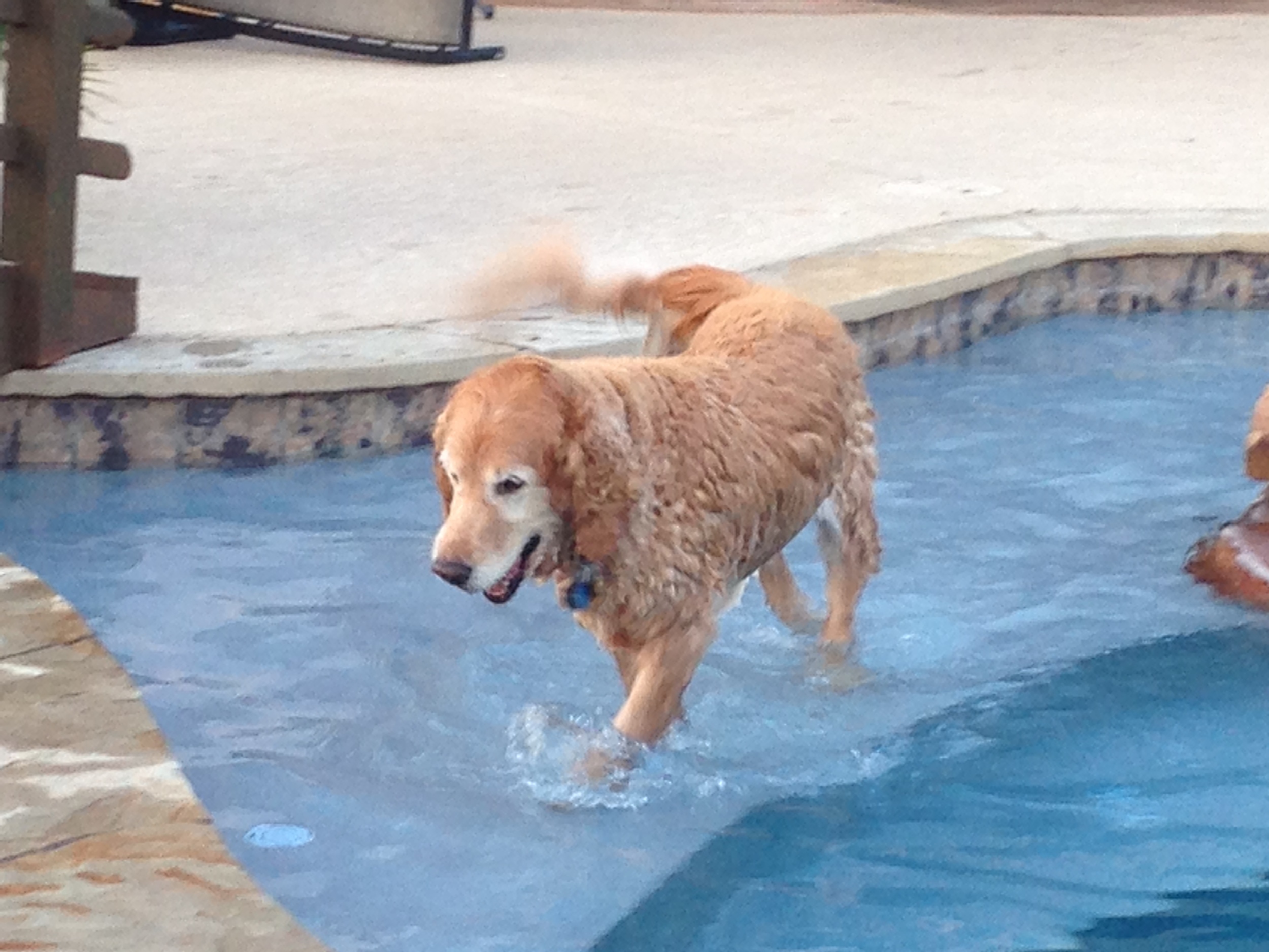 In memory of Chloe, best dog ever!