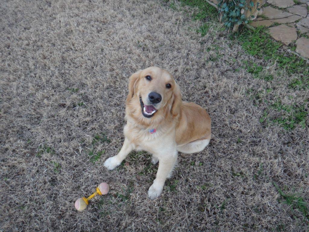 To our precious PJ (Skipper) – truly the light of our lives! - Pat & Susan Spoor