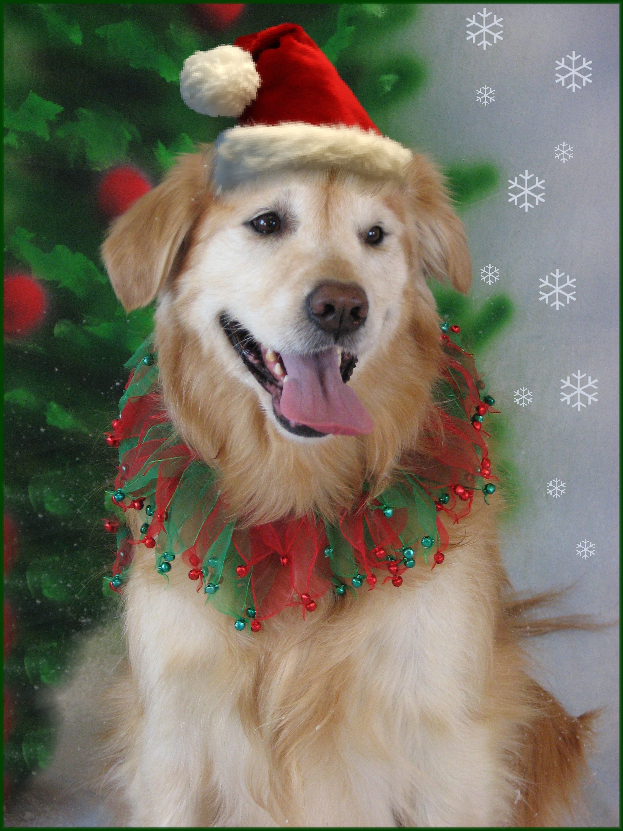 In honor of my wonderful 14 year old Golden, Cagney, that I adopted back in 2002. She's still going strong and living life to the fullest!! Love you Cag! Mom/Samantha Hillmer