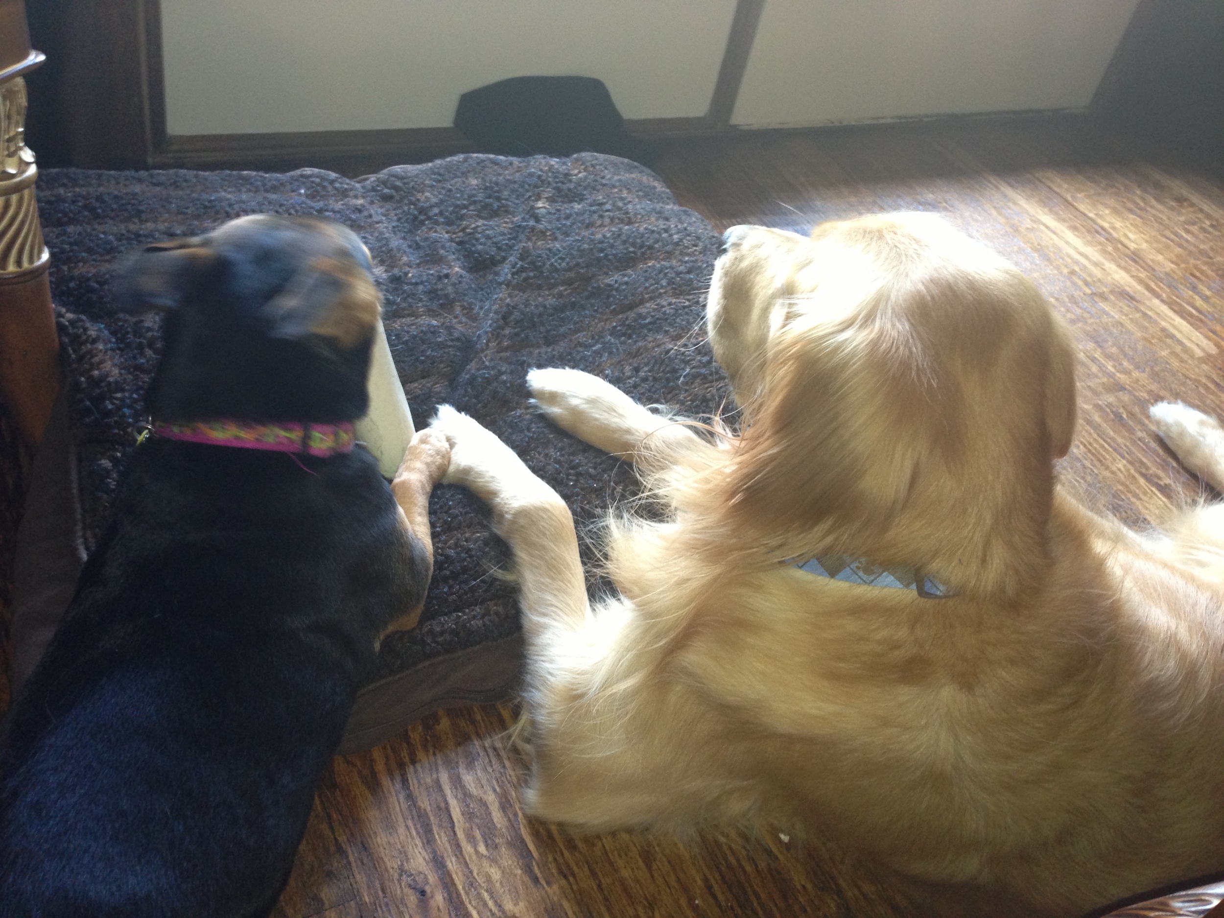 Macey & Lincoln staring into the light, touching paws.