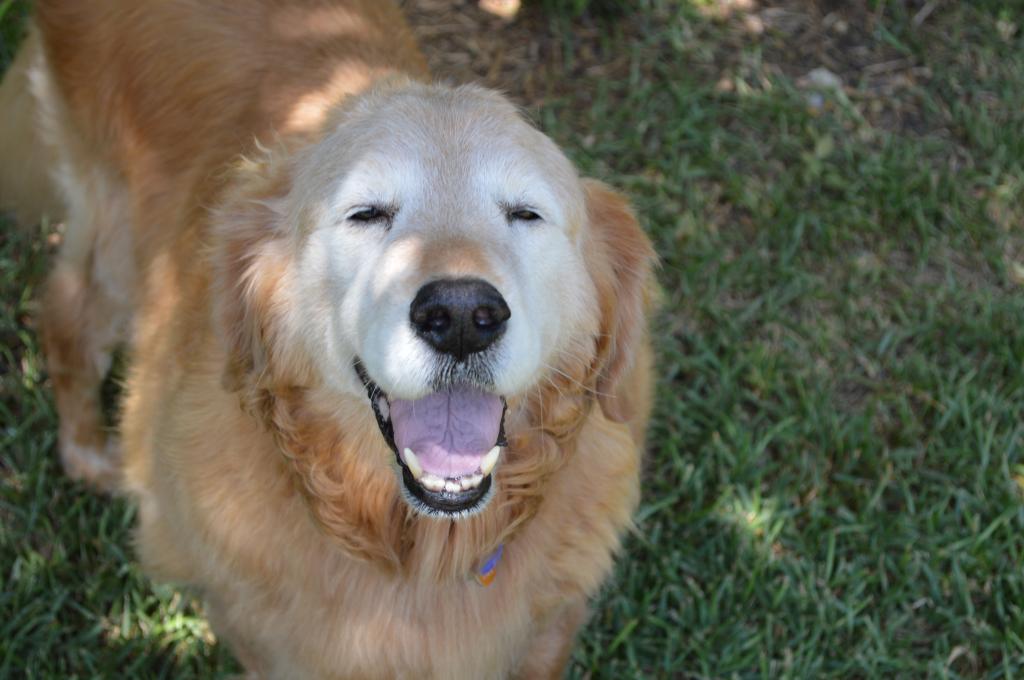adopt older golden retriever