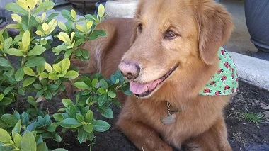 In Memory of Remington Smale | Dedication by: Janine and Brian Smale