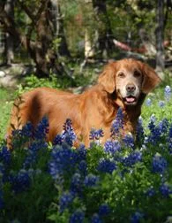 In Memory of Tucker | Dedication by Donna Guthrie