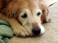 In Memory of Bentley | Dedication by Paul and Sue Gabrielson