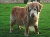 In Memory of Jake | By Beth and Dick, Scout, Cody, Zack and Sooner