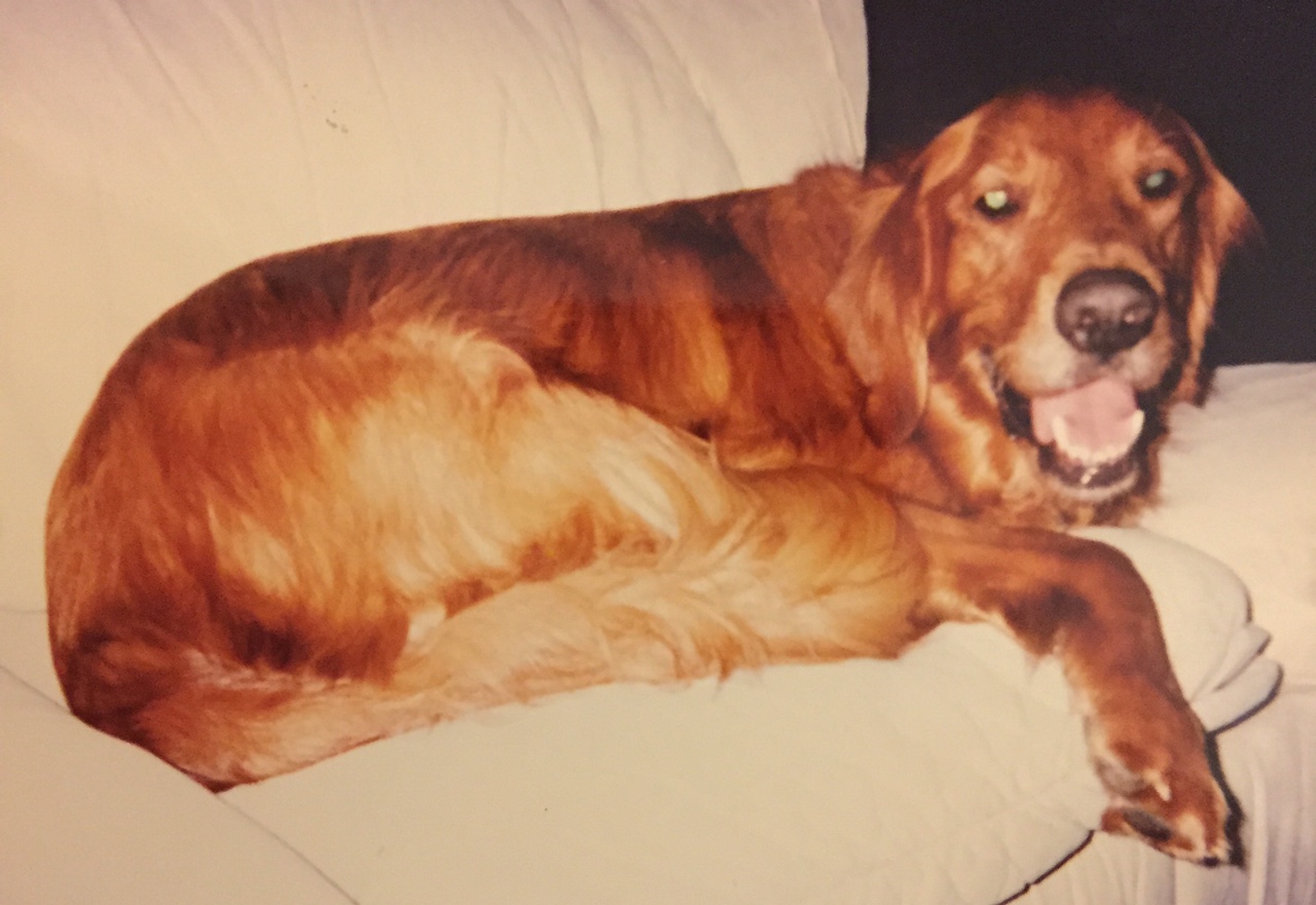 Zack - The First GRRNT Golden - 1996