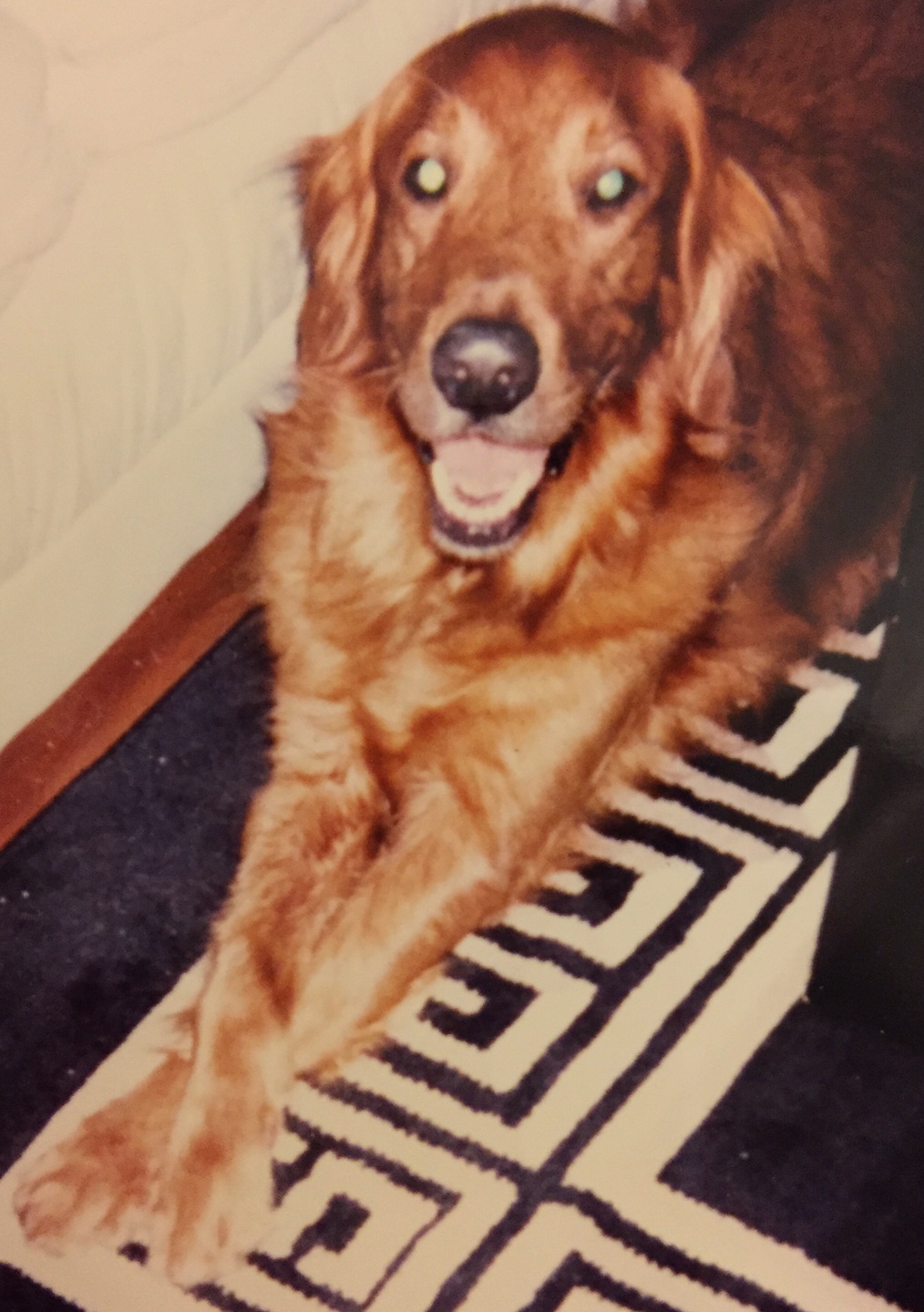 Zack - The First GRRNT Golden - 1996