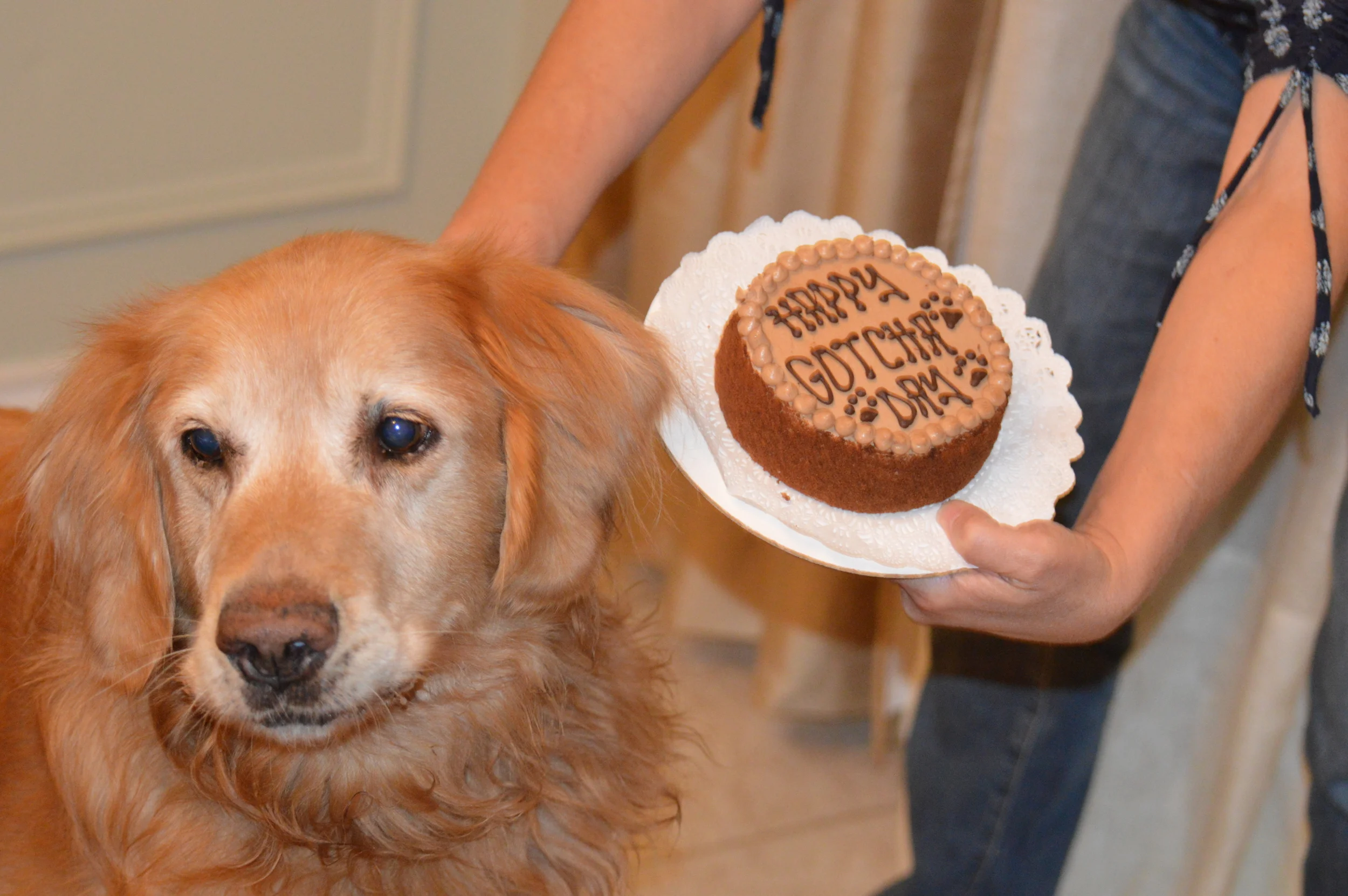 Fozzi Bear on his adoption day!