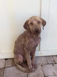 Lagniappe-14-109 | M | 2 Yrs - Severe Mange, skin infections, Hook Worms, Round Worms, and more.