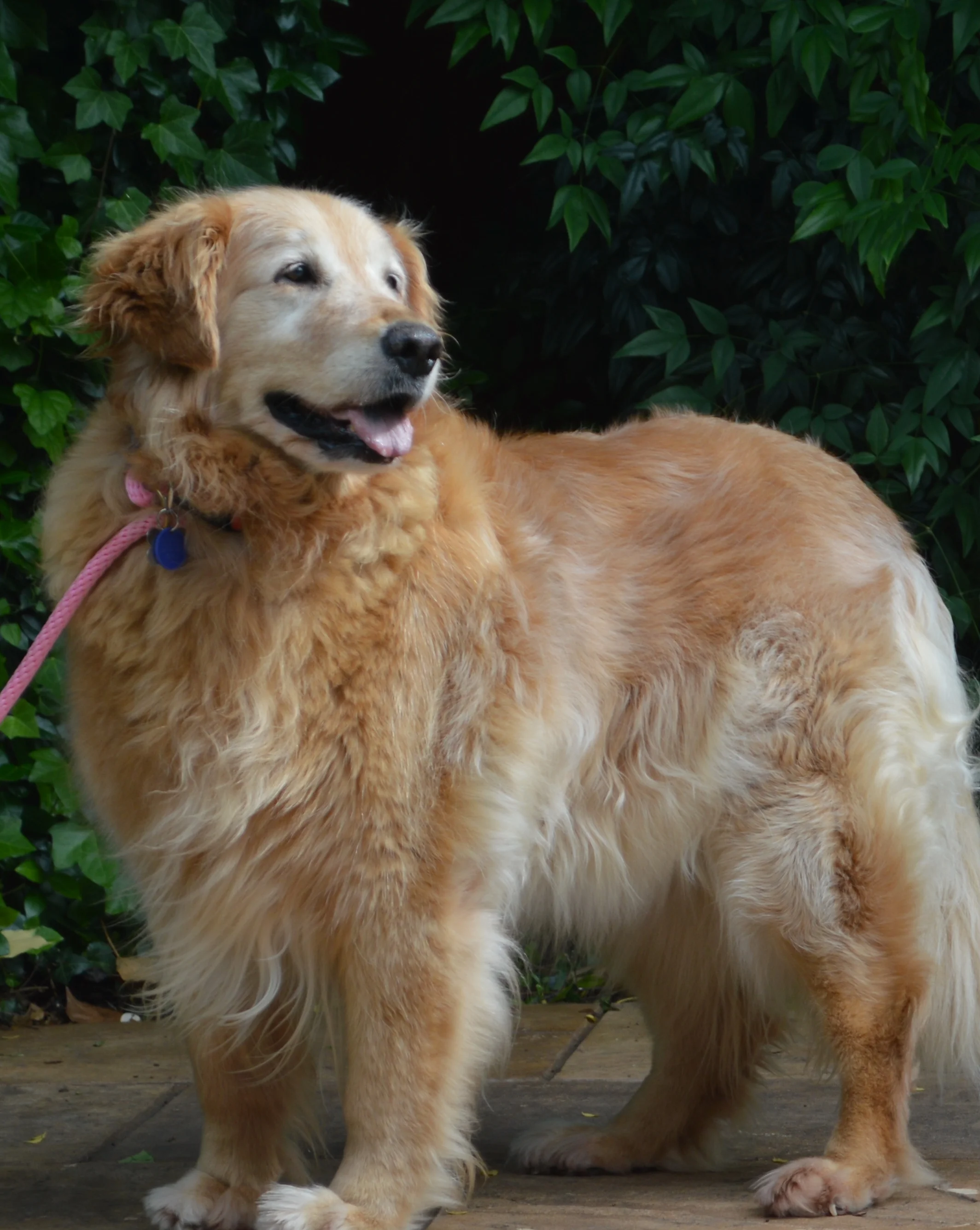 Sissy-15-133 | F | 8 Yrs