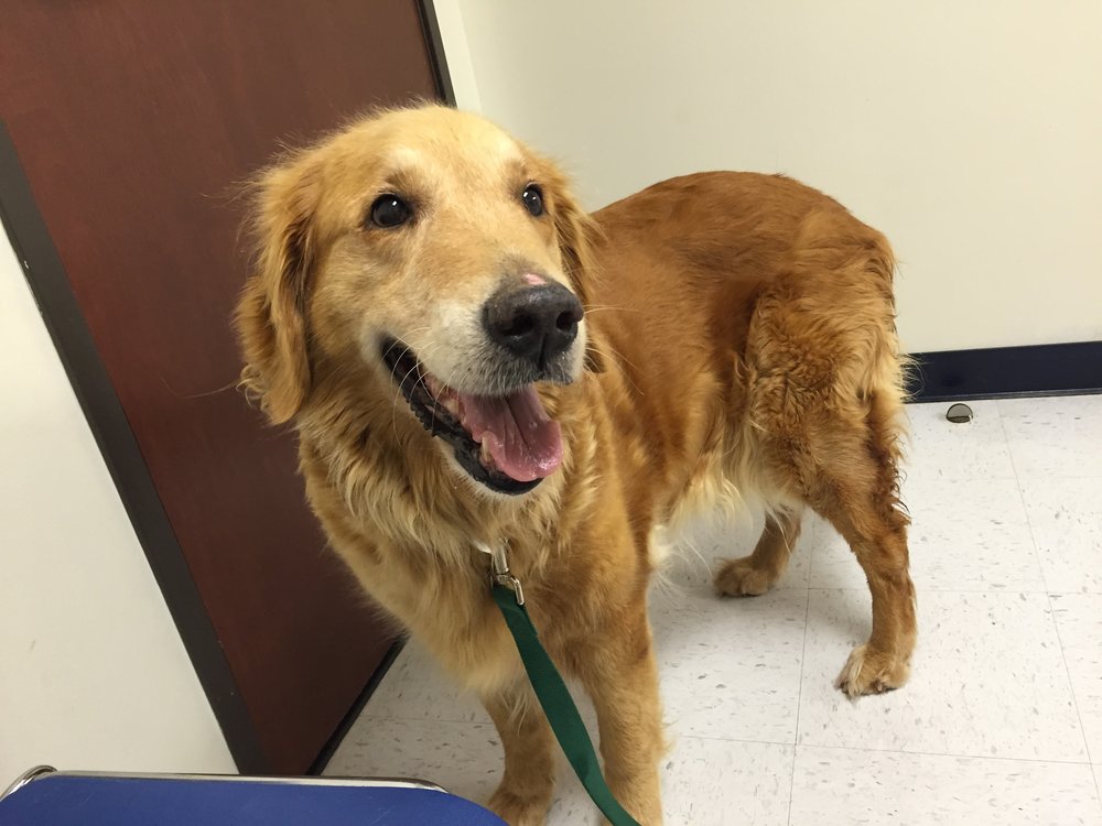 Neuse River Pet Adoption Golden Retriever Golden Retrievers For