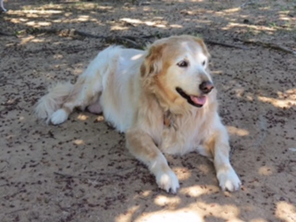 In Memory of Lucy | By Nancy & Steve Noteboom