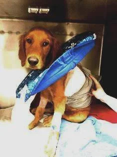  Wishing he could hop out of his kennel. Soon Duke!
