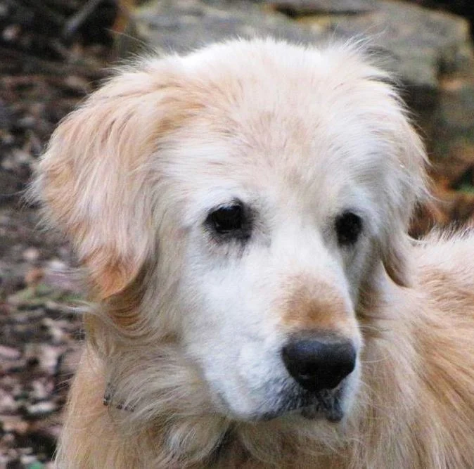 BILLY - 16-057 | M | 10 YEARS