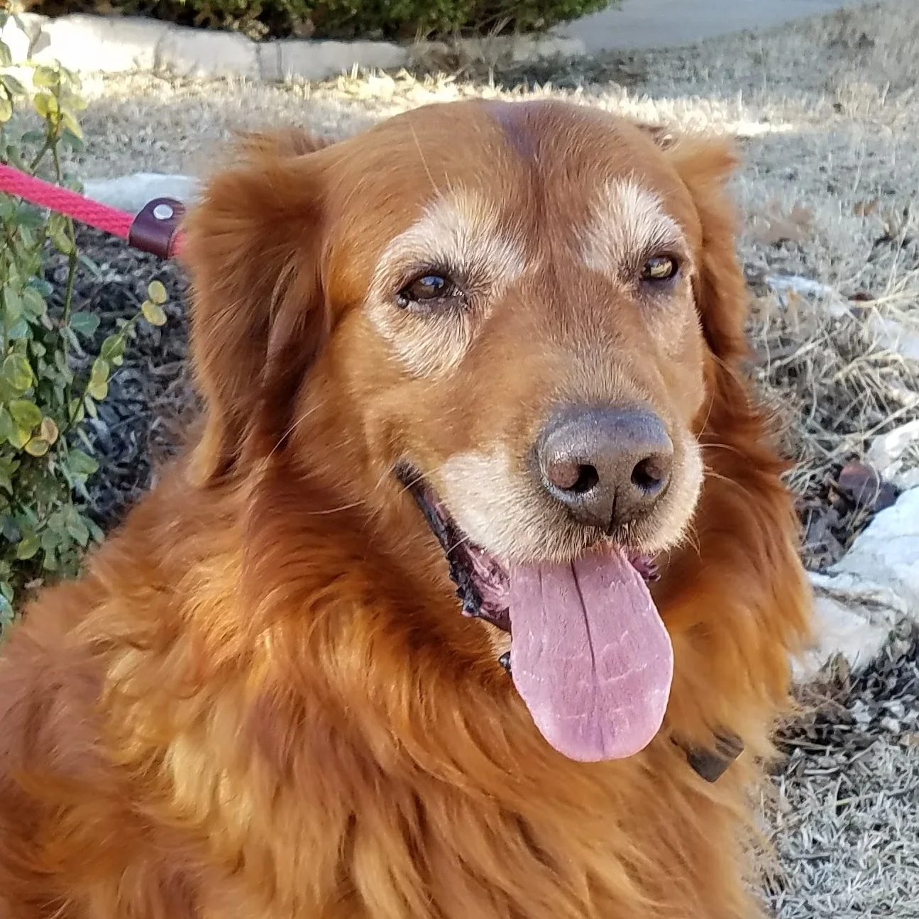 BOOMER - 17-002 | M | 10 YEARS