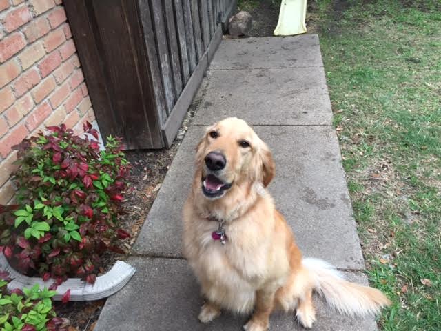 maisy 4 yr f (1).jpg