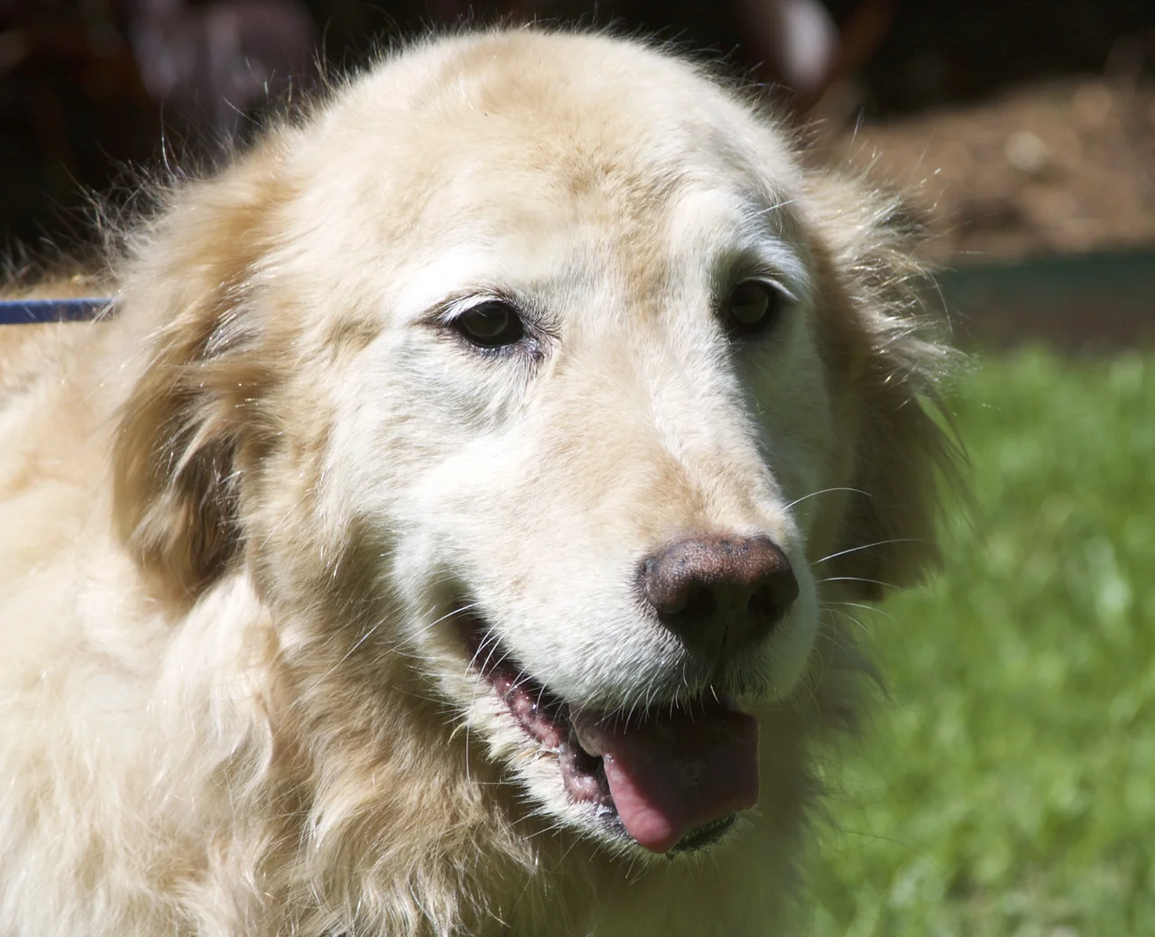 OLIVER-13-054 | M | 12 YEARS