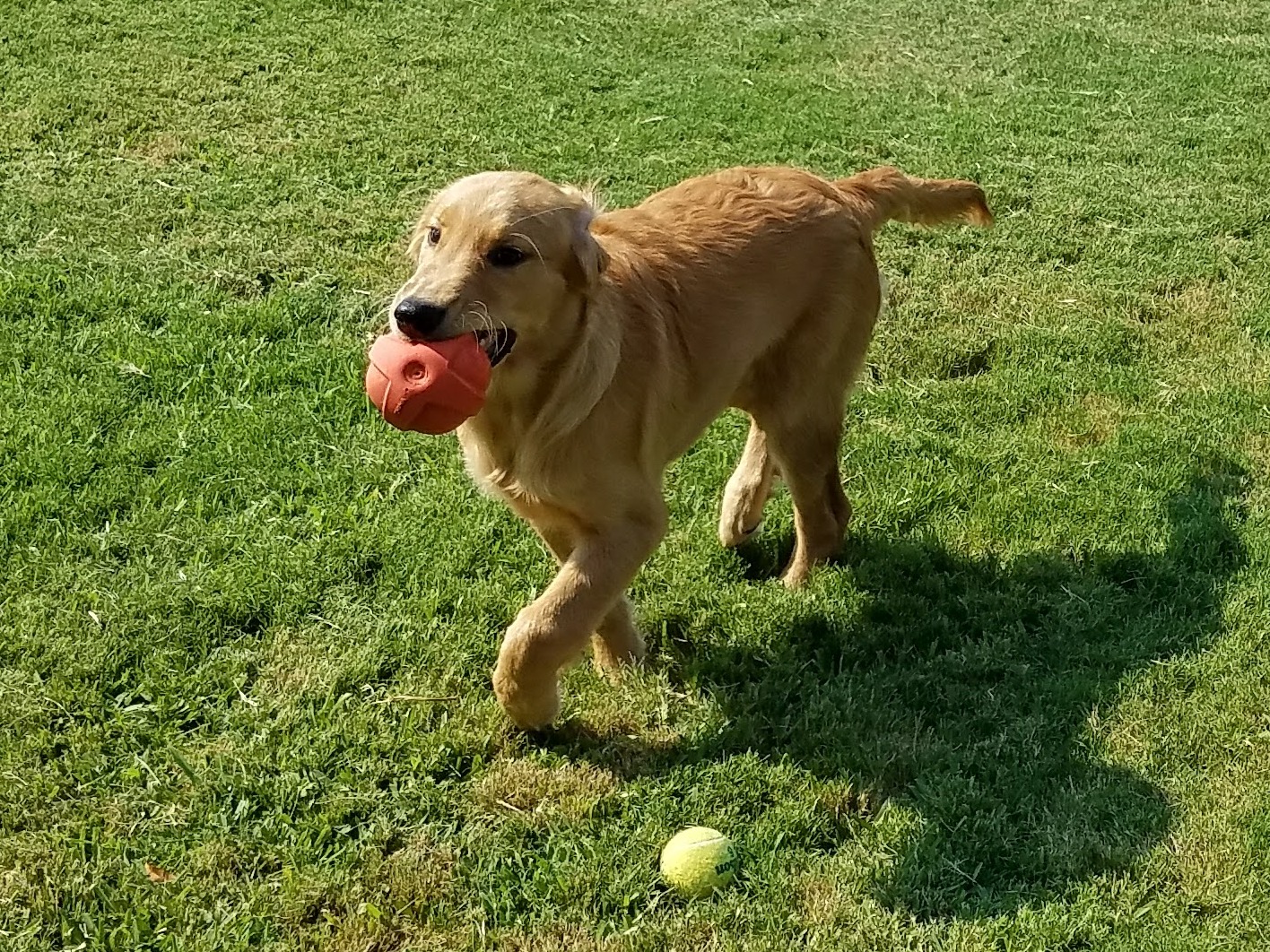 Maggie 17035 03.jpg