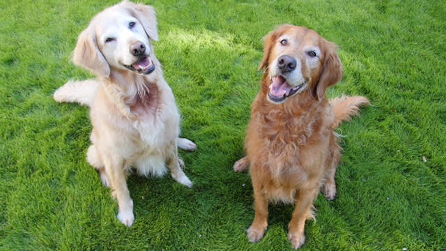 In honor of my two GRRNT girls, Chloe & Daisy. They bring us so much joy each and every day! Kelsey P.