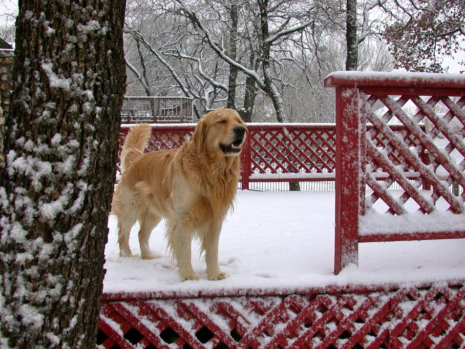 In memory of Jake, our magnificent golden, our "little man" Pei K.